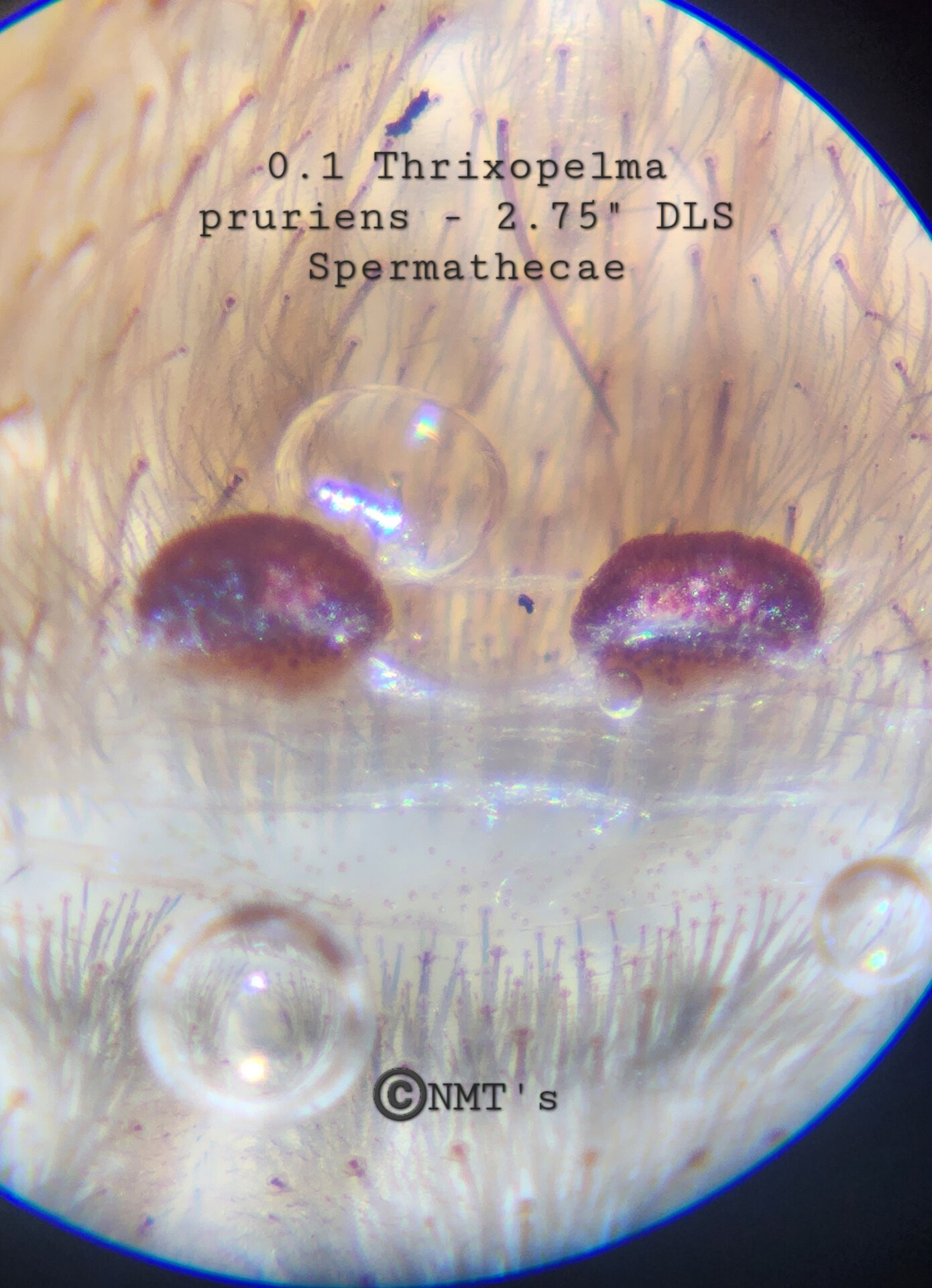 0.1 Thrixopelma pruriens - 2.75" DLS