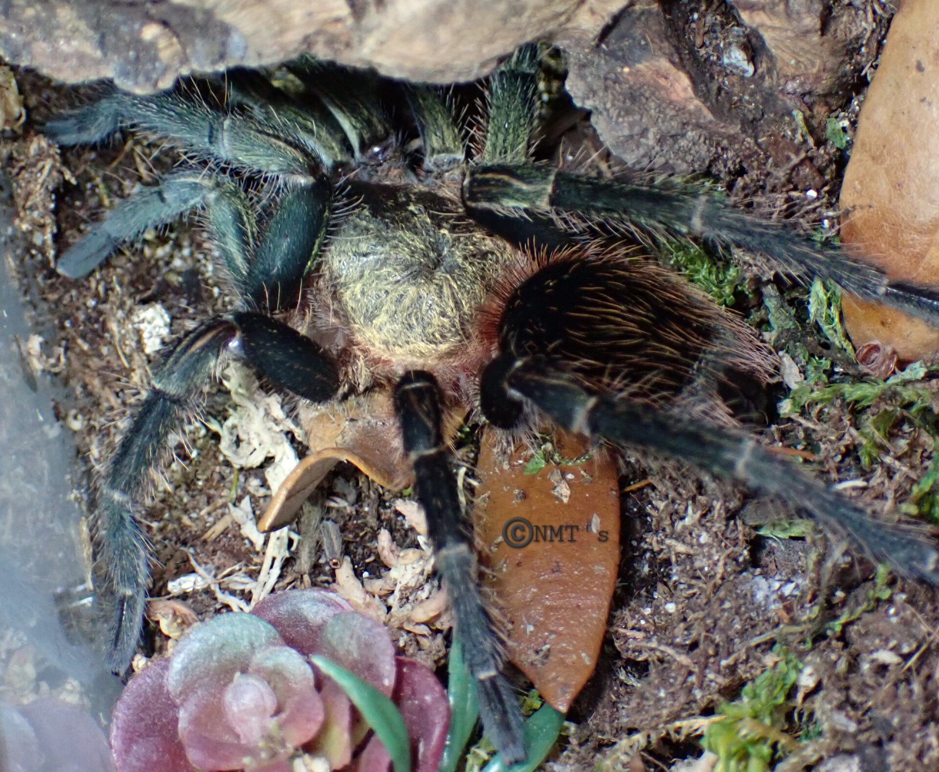 0.1 Thrixopelma pruriens - 4.5" DLS