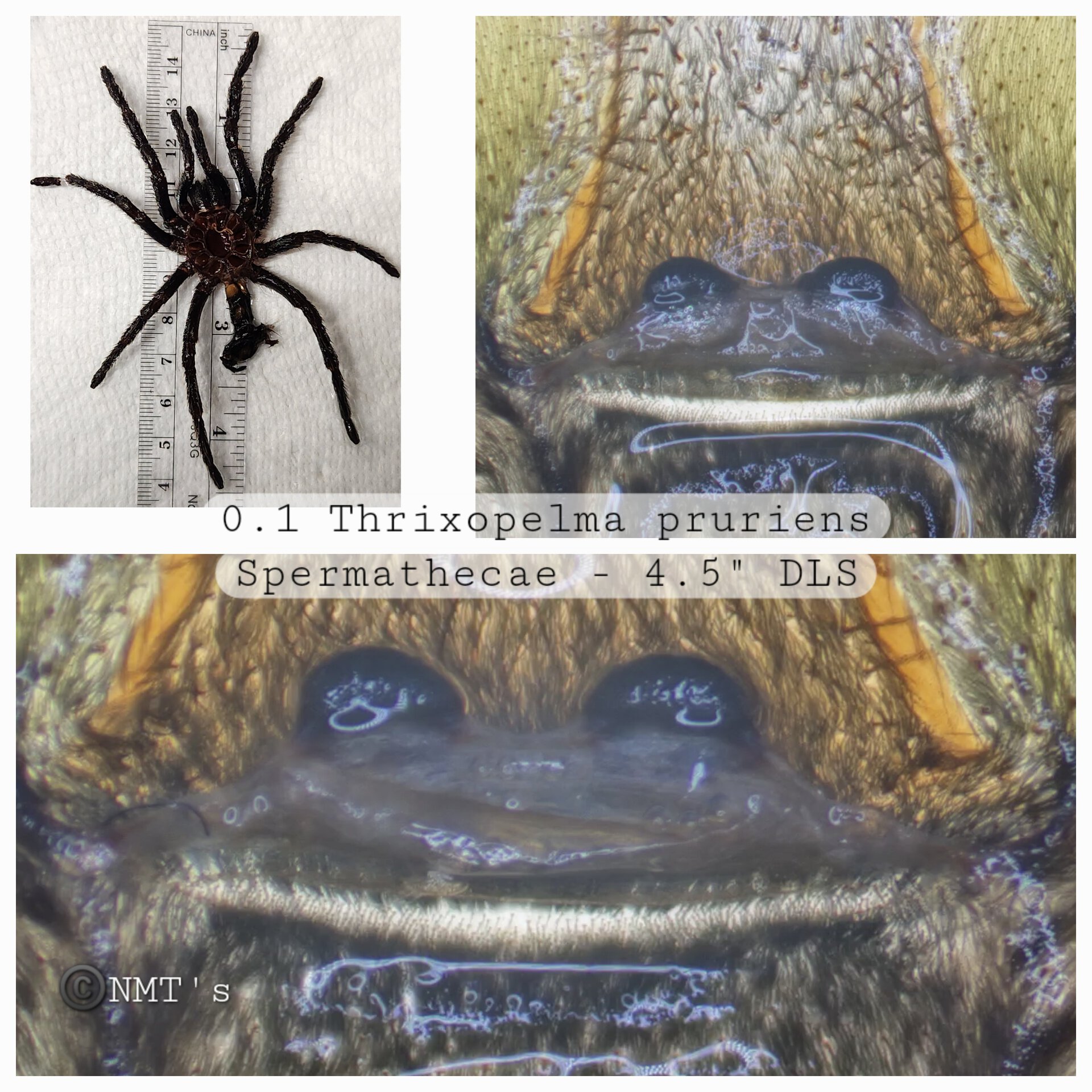 0.1 Thrixopelma pruriens - 4.5" DLS