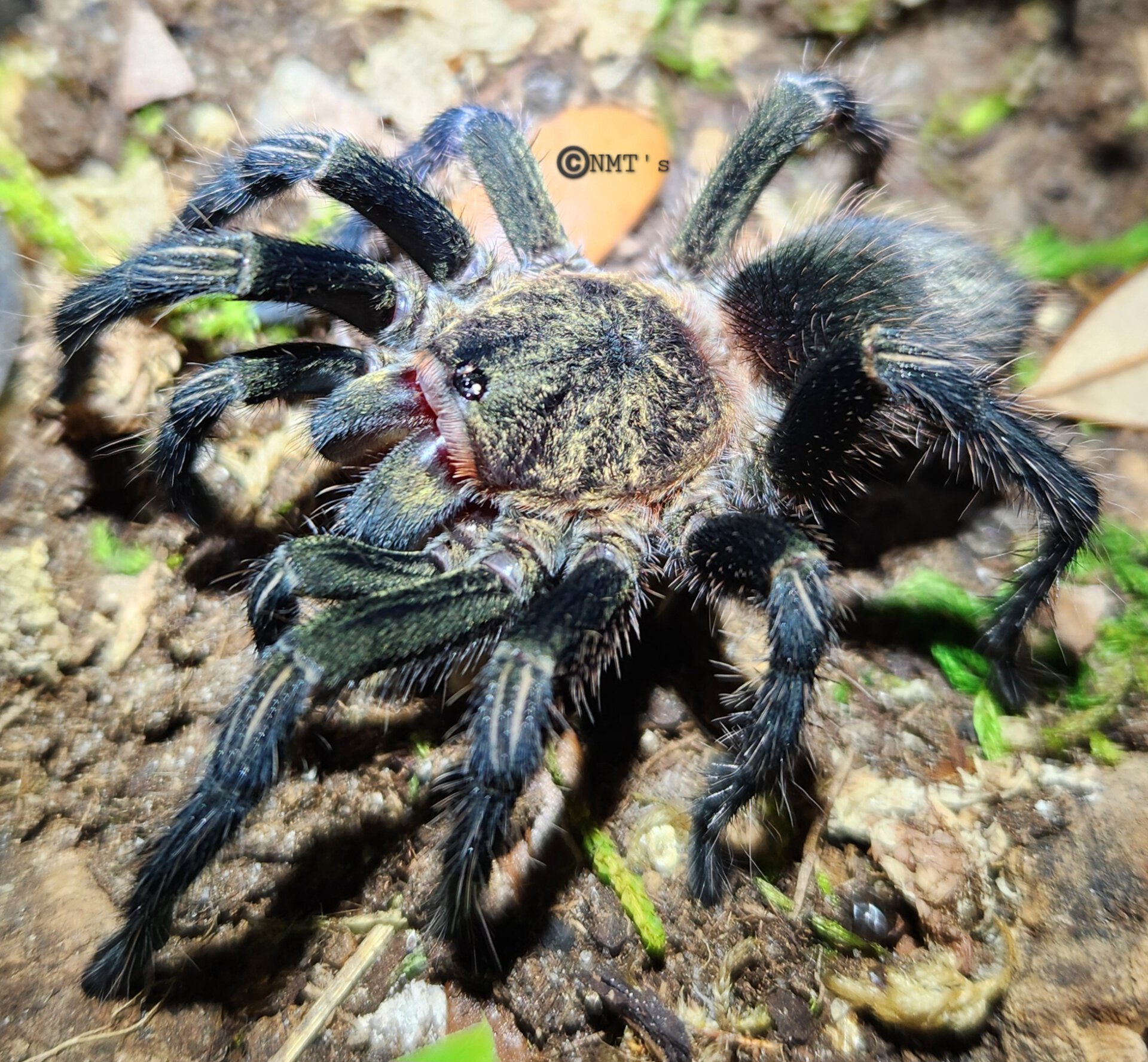 0.1 Thrixopelma pruriens - 4.75" DLS