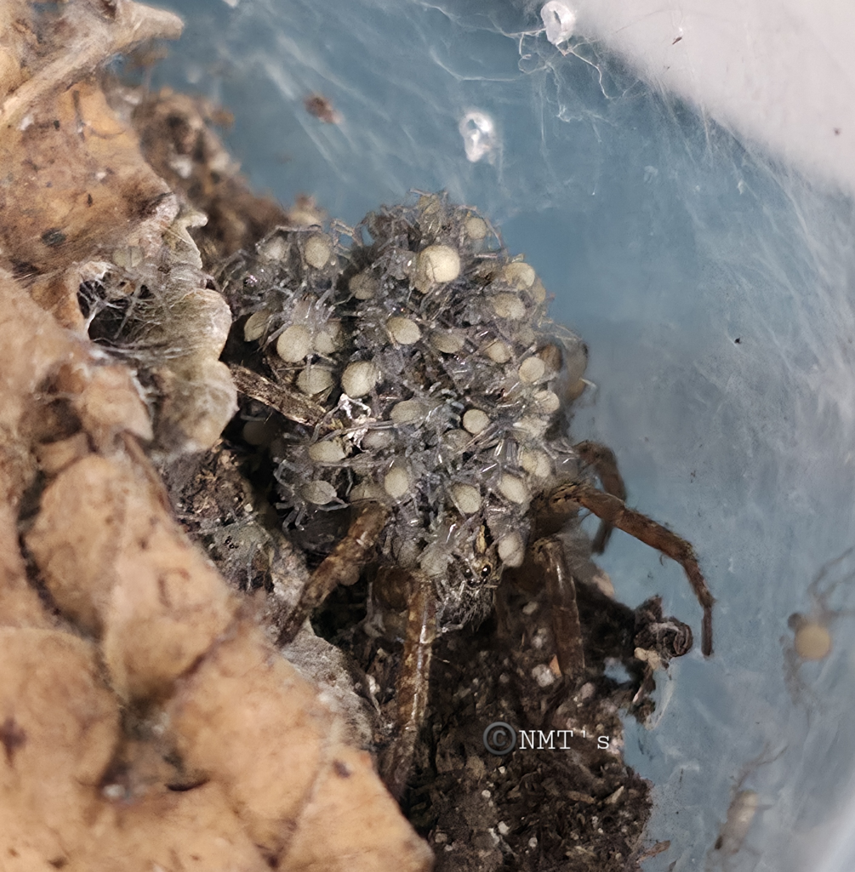 0.1 Tigrosa sp. & Babies