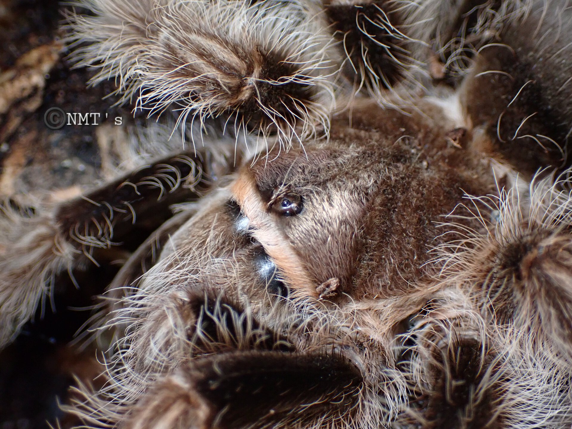 0.1 Tliltocatl albopilosus - 5.75" DLS