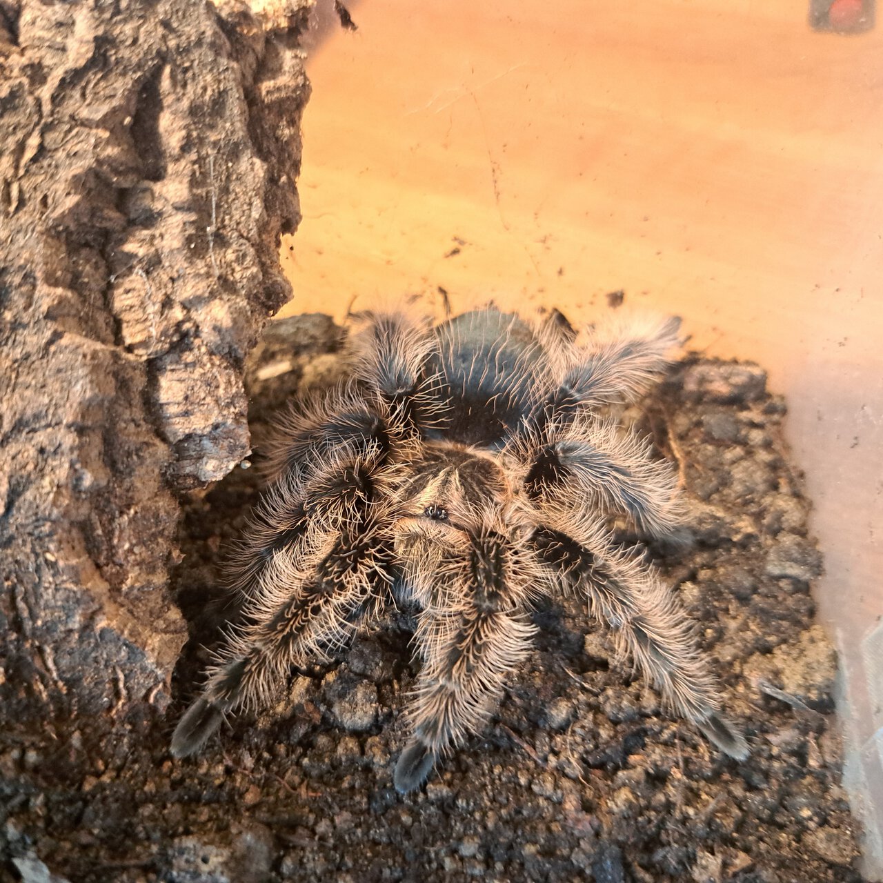 0.1 Tliltocatl albopilosus