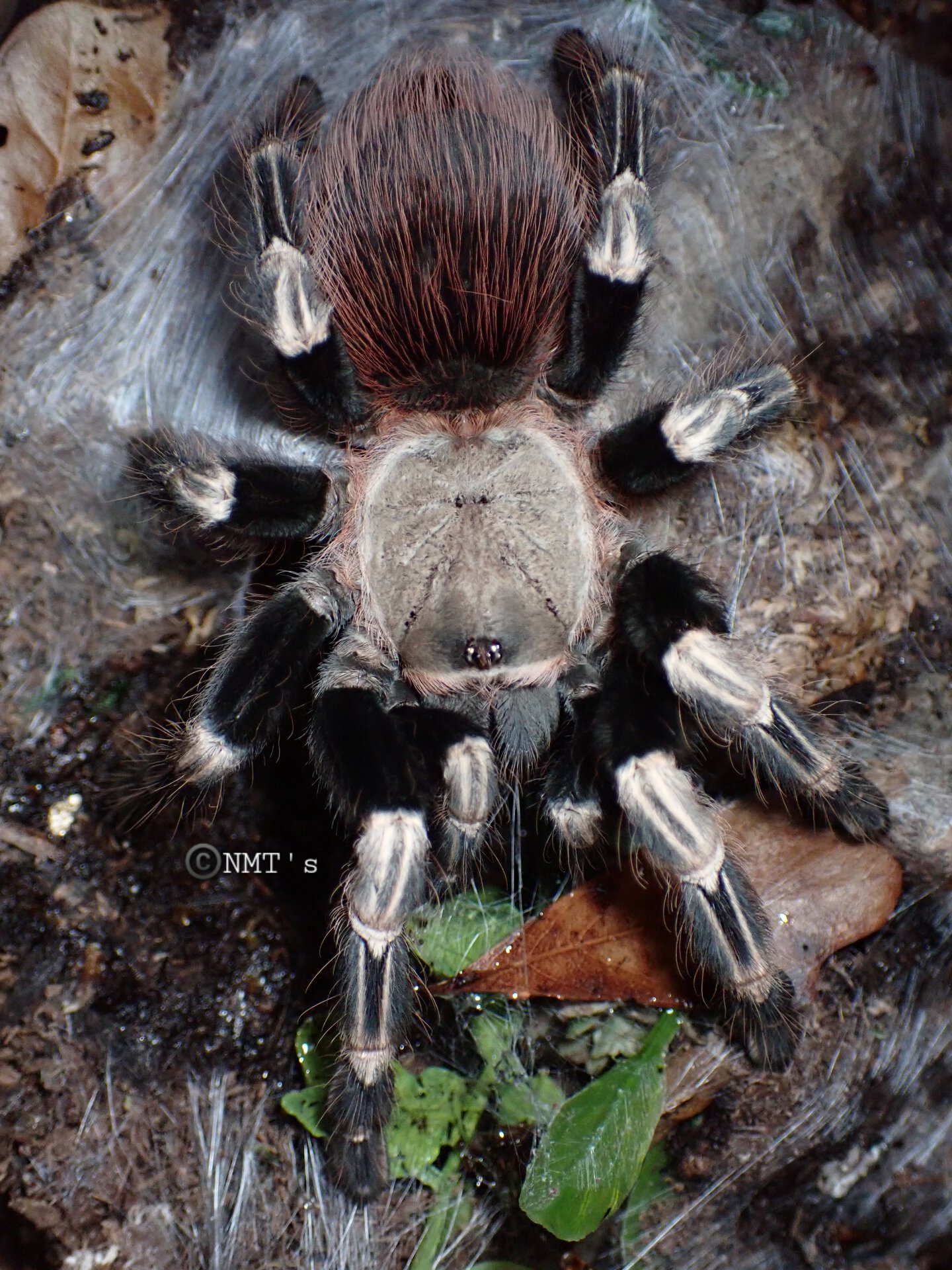 0.1 Vitalius chromatus - 5.25" DLS