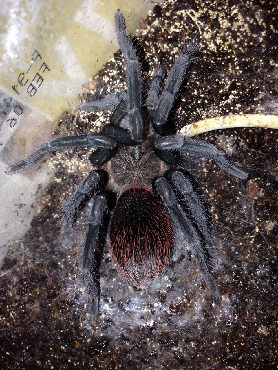 0.1 X. immanis Freshly Molted (Not a male)