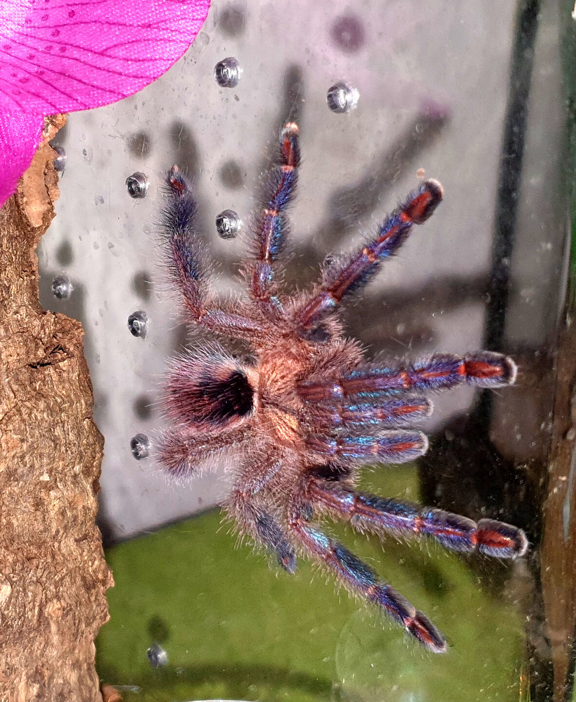 avicularia diversipes