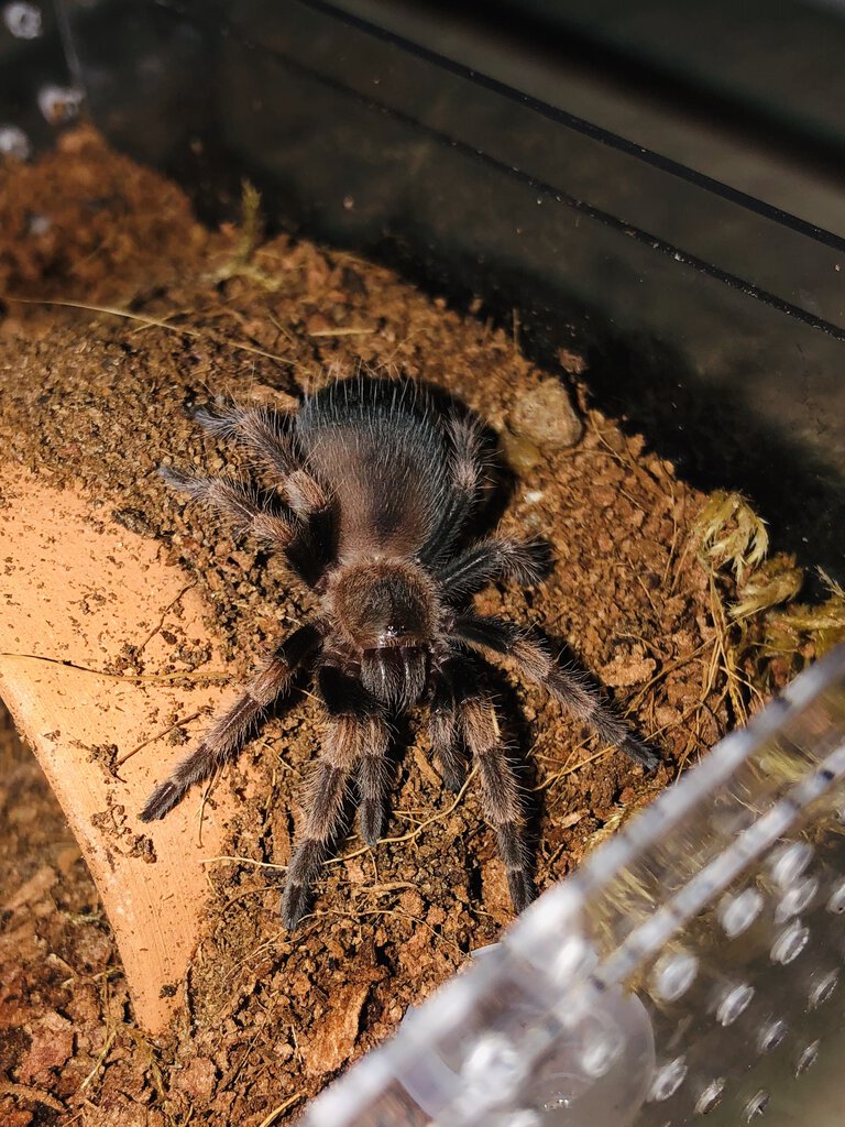 1’’ B. hamorii looking purrty