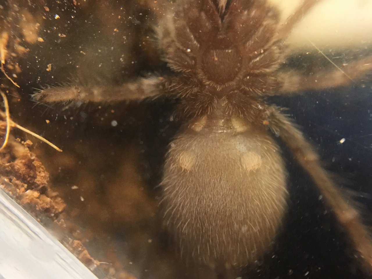 1” Brachypelma hamorii sling