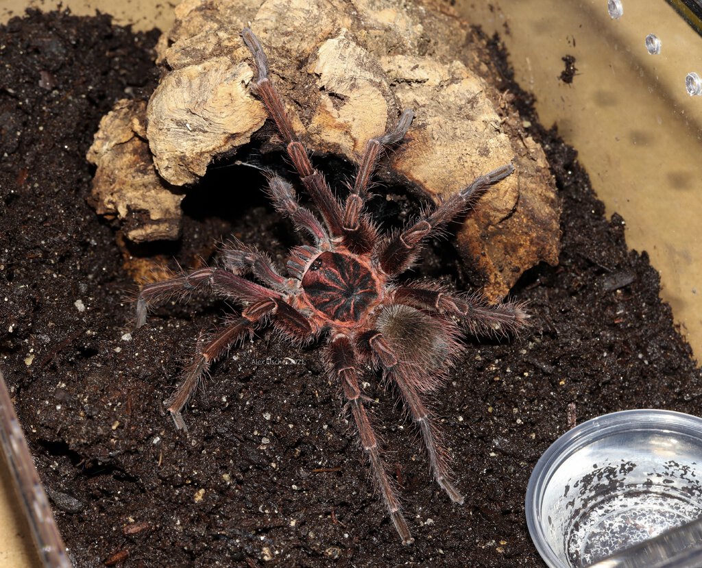 1.0 Acanthoscurria simoensi