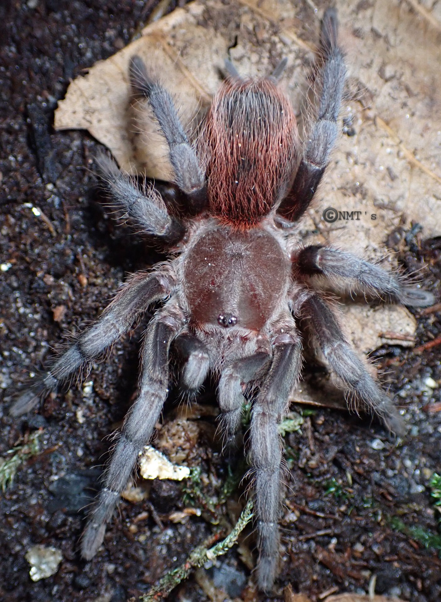 1.0 Acentropelma sp. Chiapas - 3.25" DLS