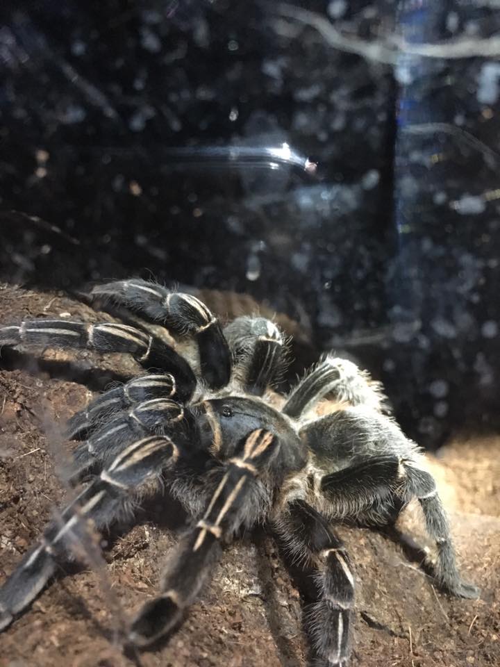 1.0 Aphonopelma seemanni (4-20-2016)