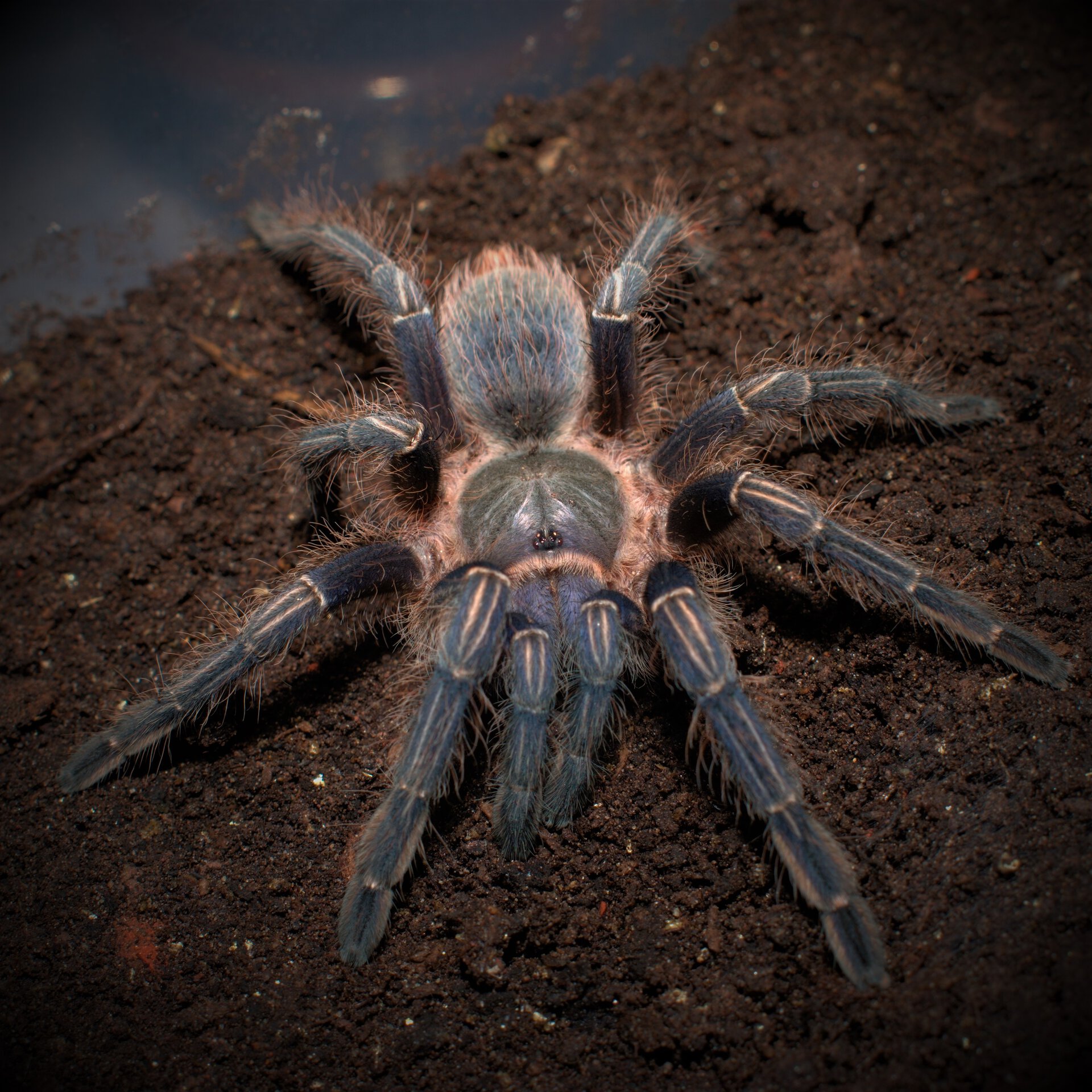 1.0 Aphonopelma seemanni BCF