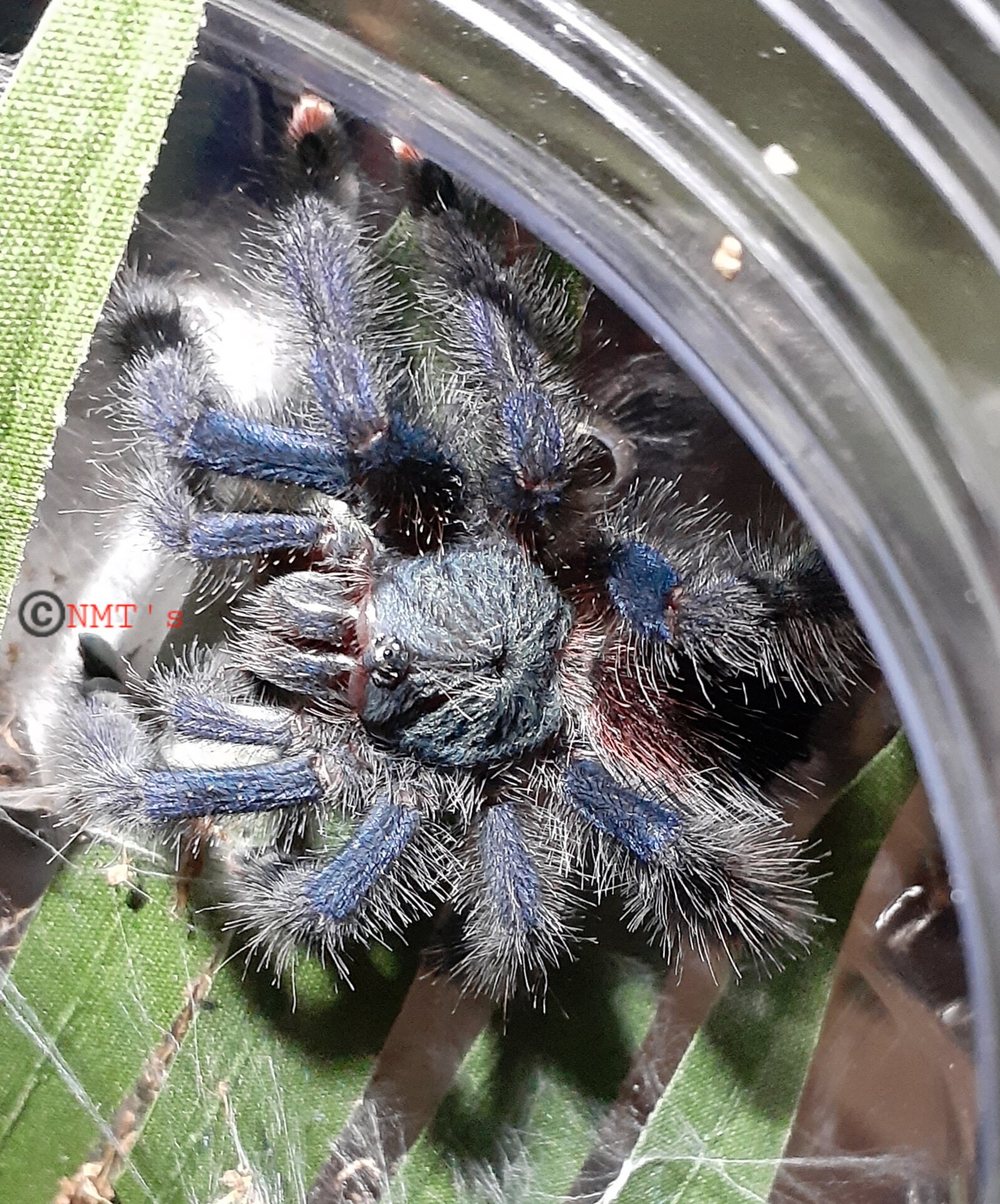 1.0 Avicularia avicularia