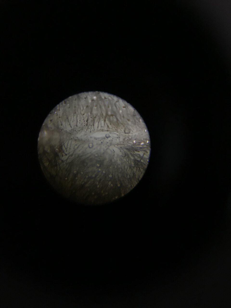 1.0 Avicularia merianae