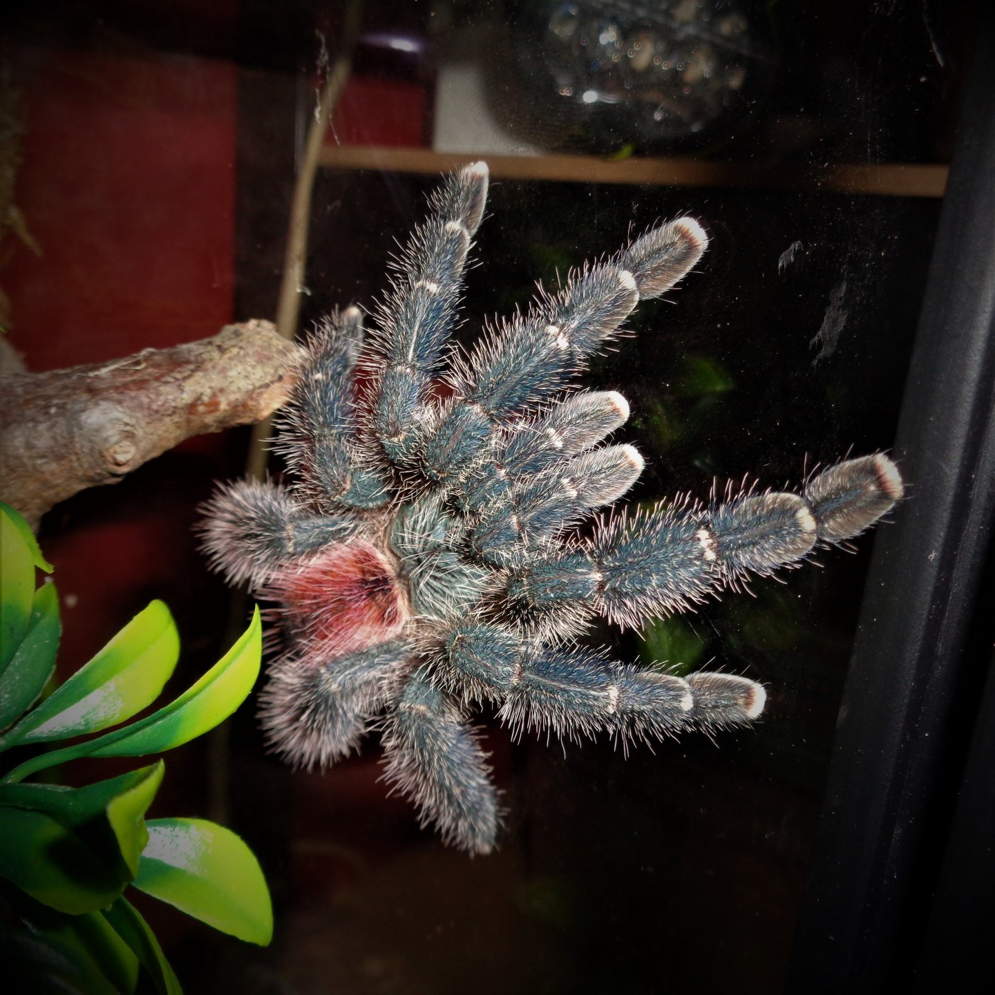 1.0 Avicularia variegata