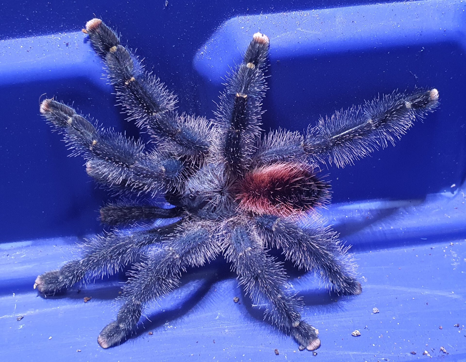 1.0 Avicularia variegata