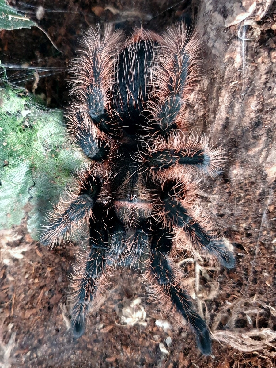 1.0 B. Albopilosum (Honduras) | Arachnoboards