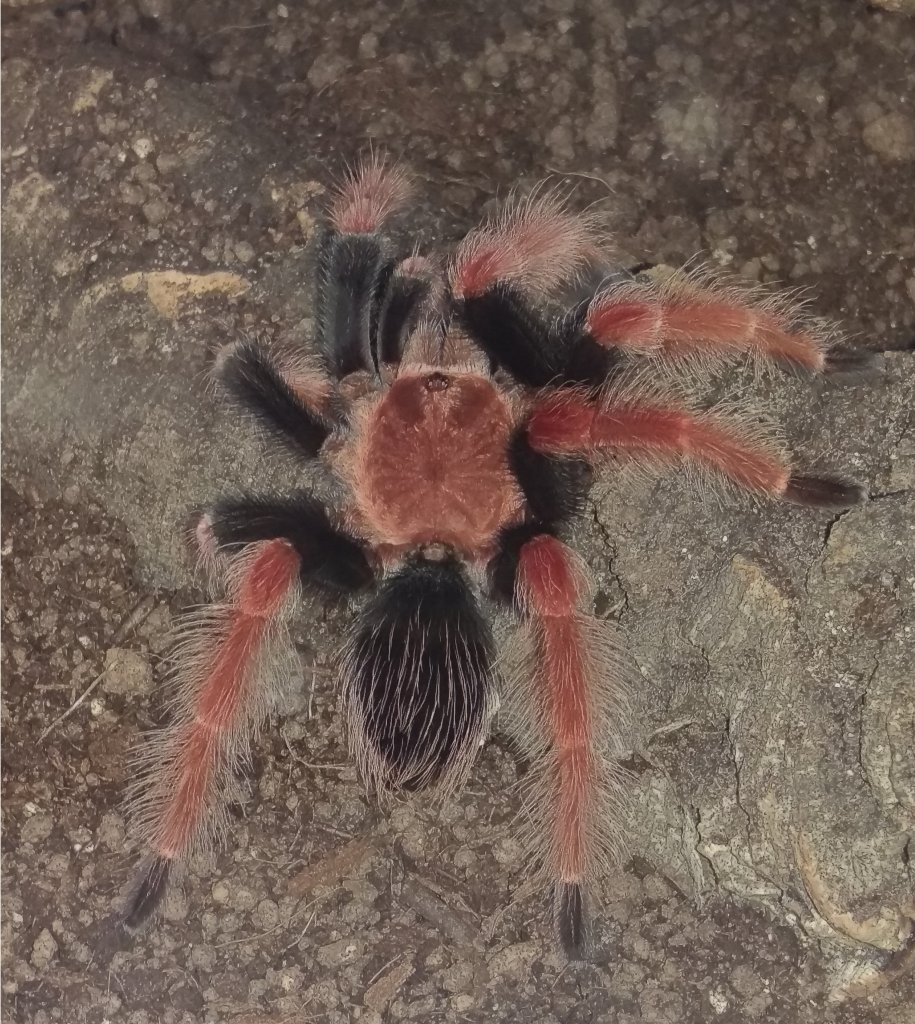 1.0 B. boehmei