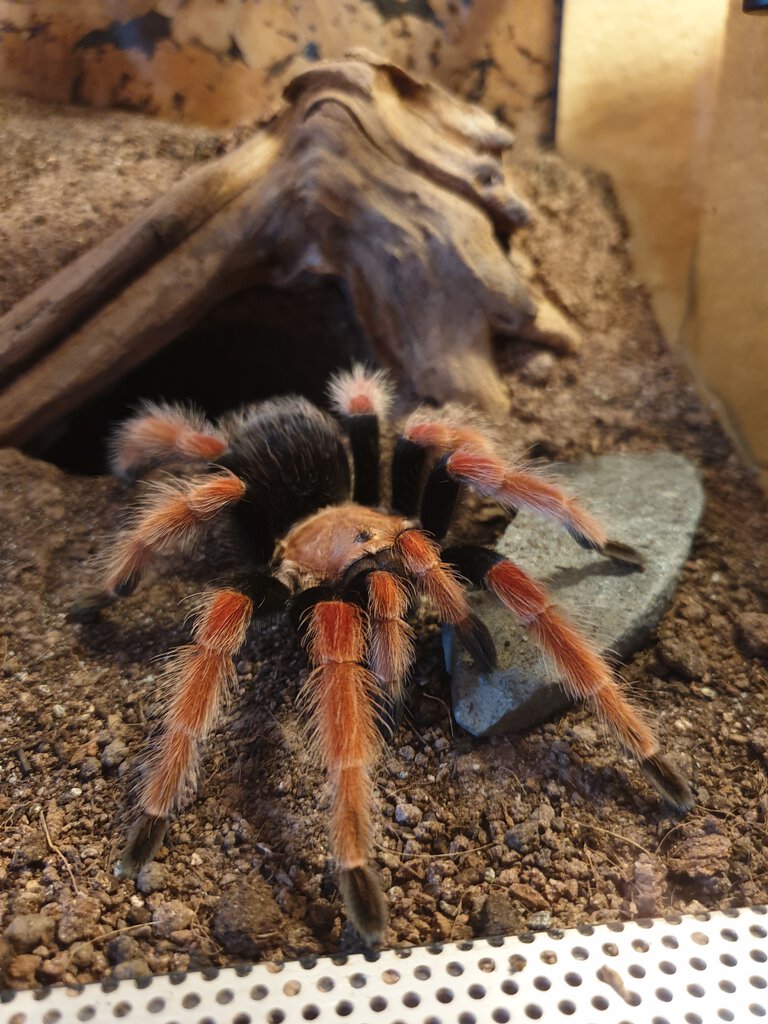 1.0 B. boehmei