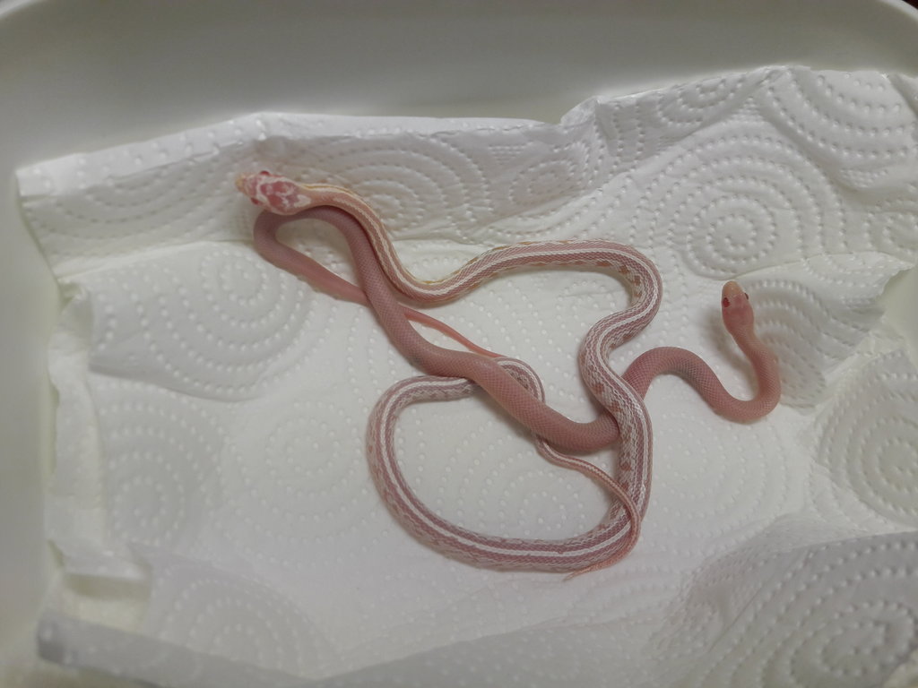 1.0 Blizzard and 0.1 Snow Tessera corn snakes