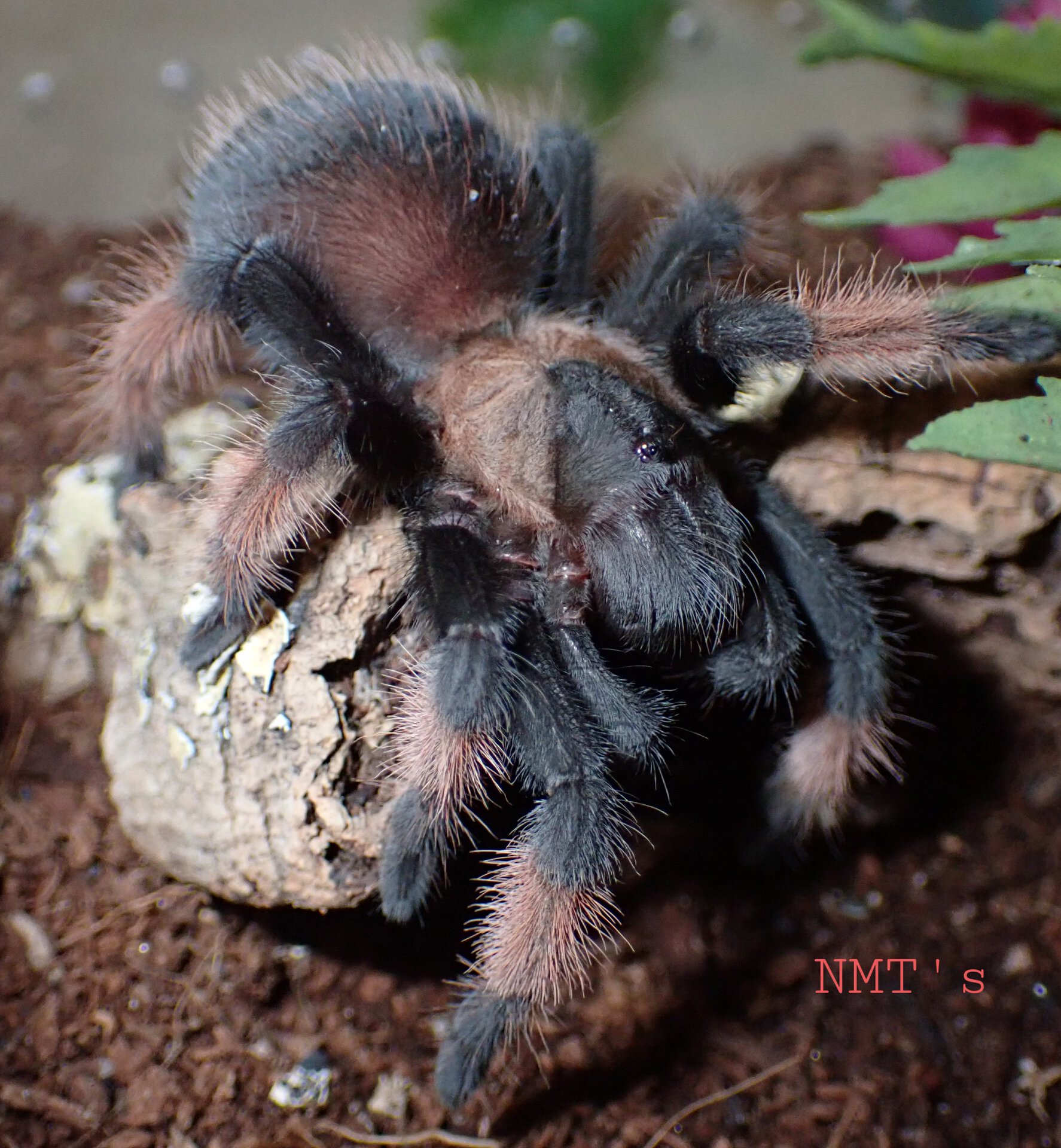 1.0 Brachypelma emilia - Blaze