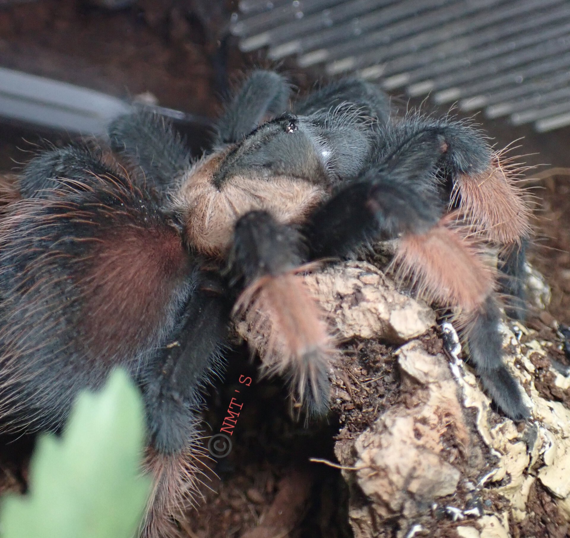 1.0 Brachypelma emilia - Blaze