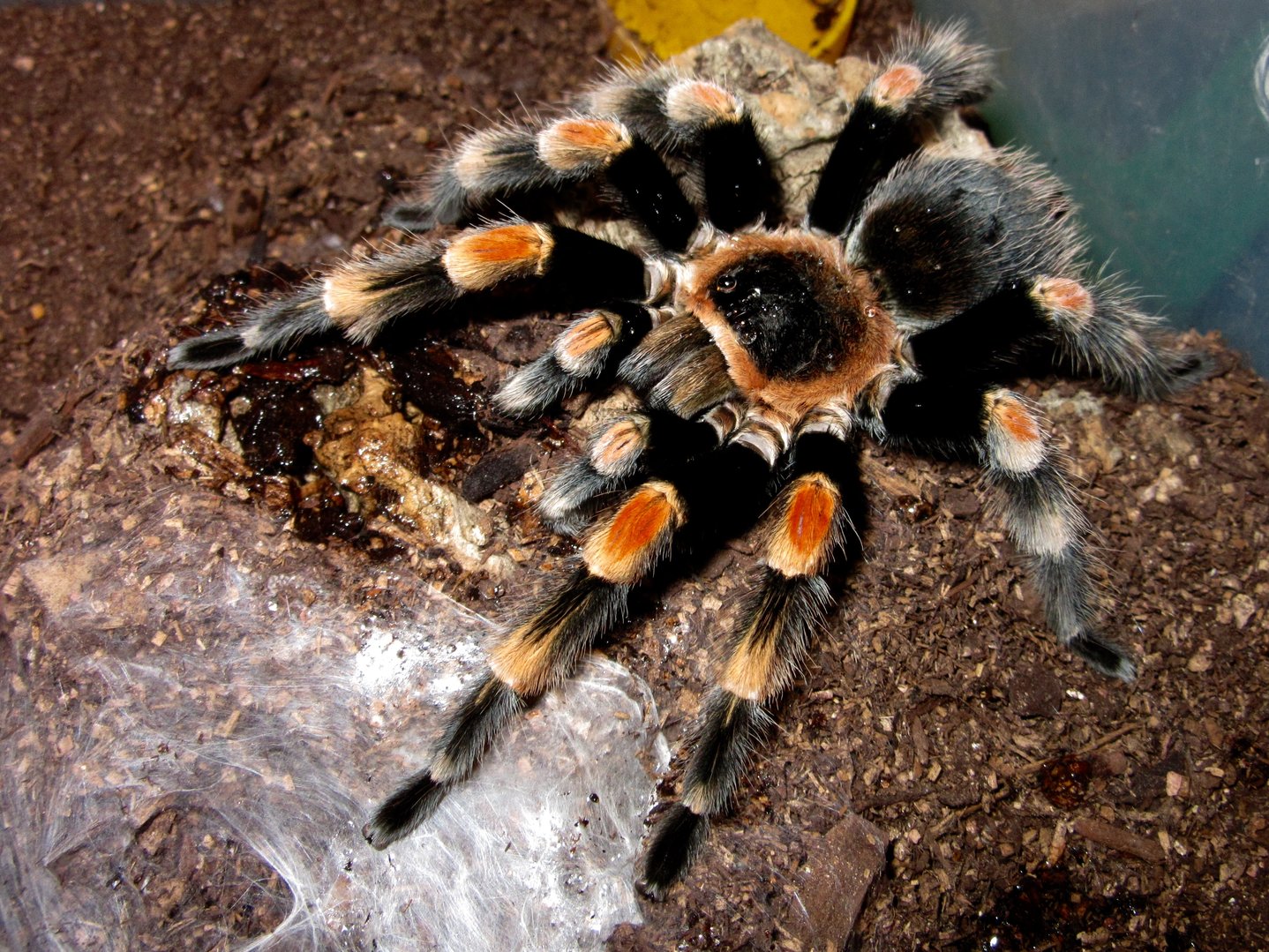 1.0 Brachypelma smithi