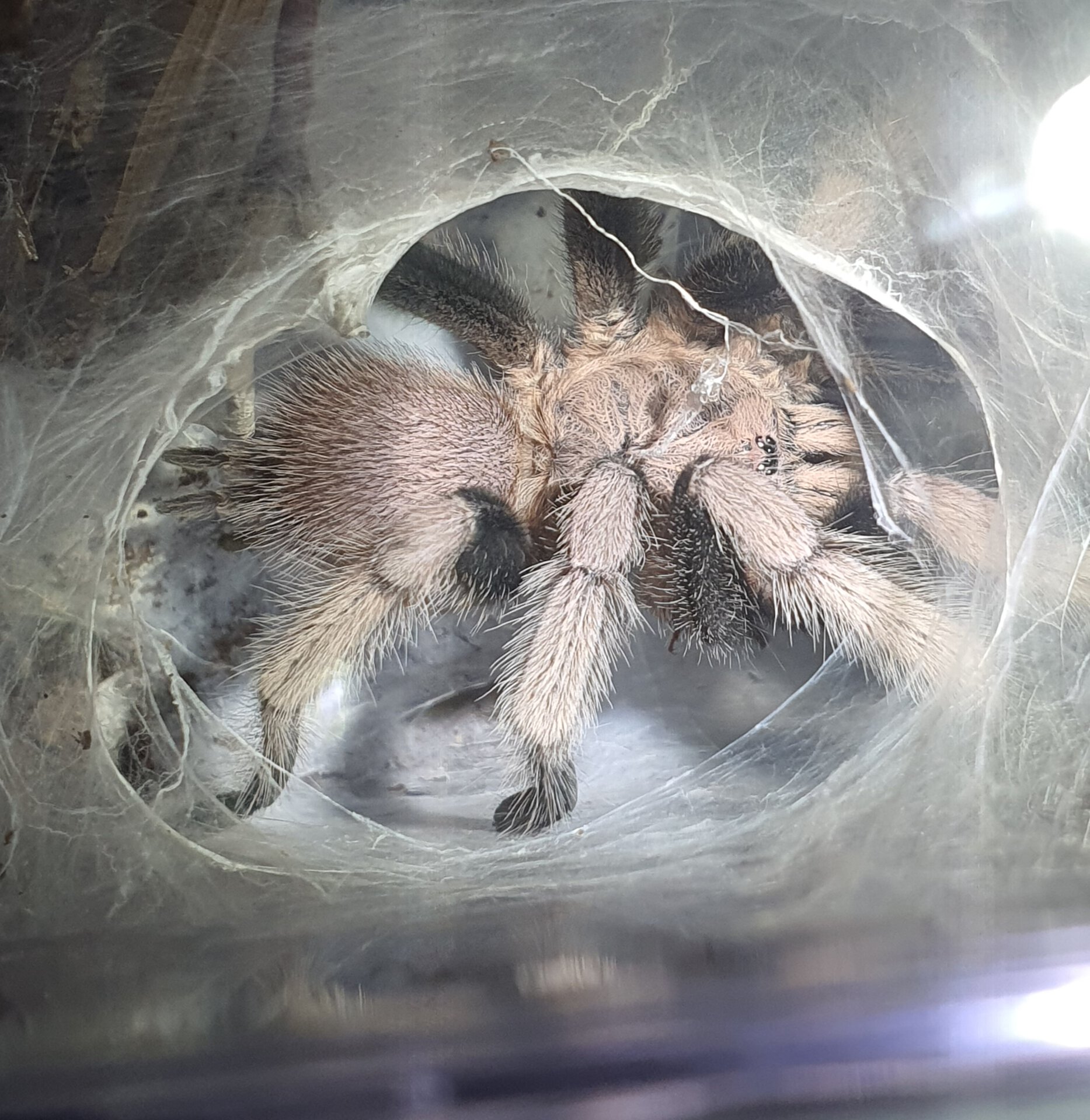 1.0 Chilobrachys sp South Thailand Blue