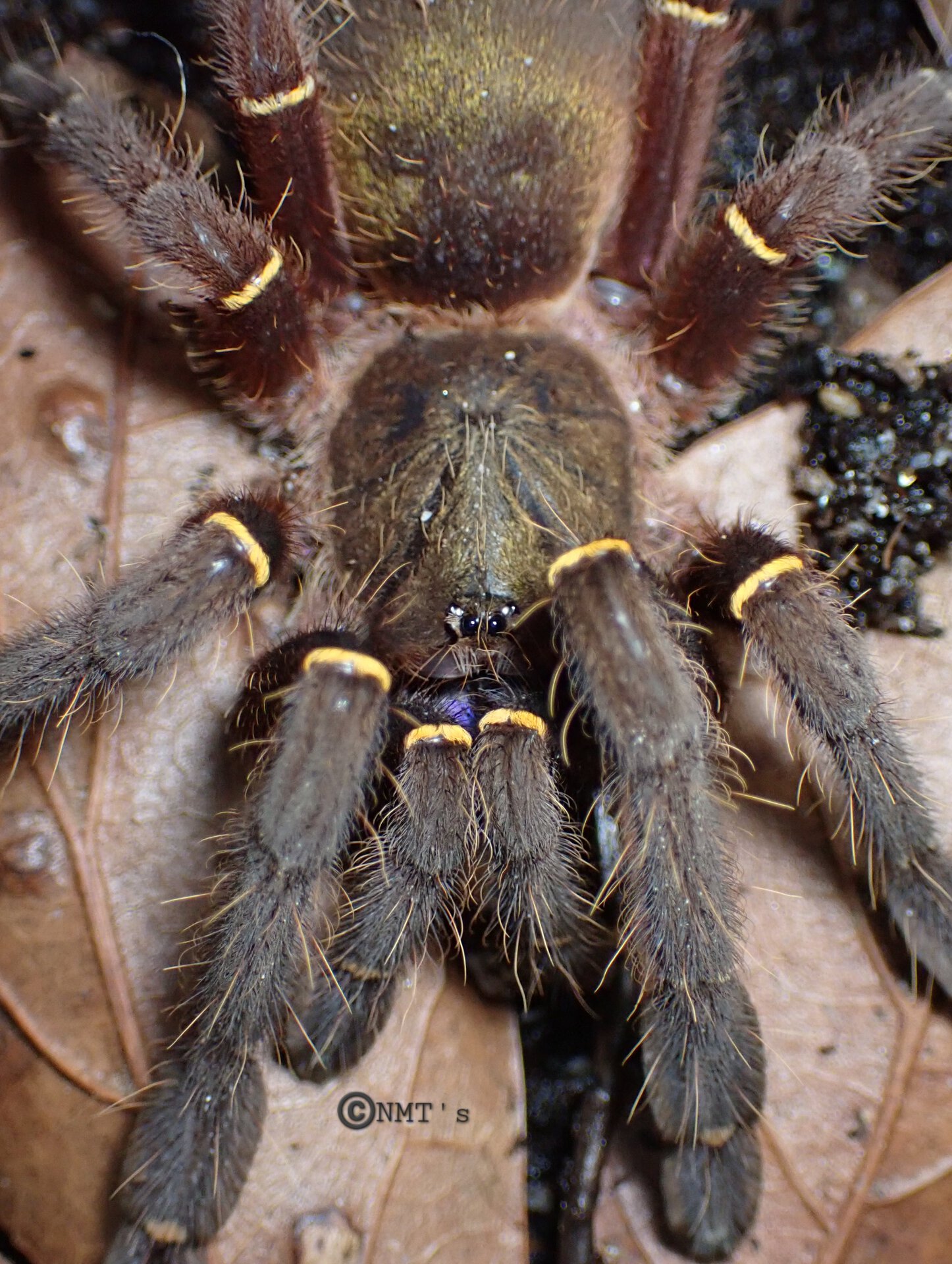 1.0 Ephebopus cyanognathus - 4" DLS