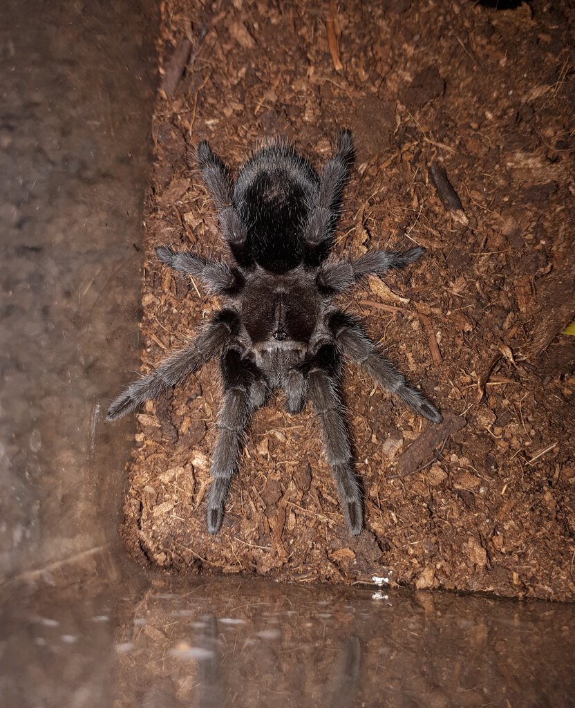 1.0 G. pulchra