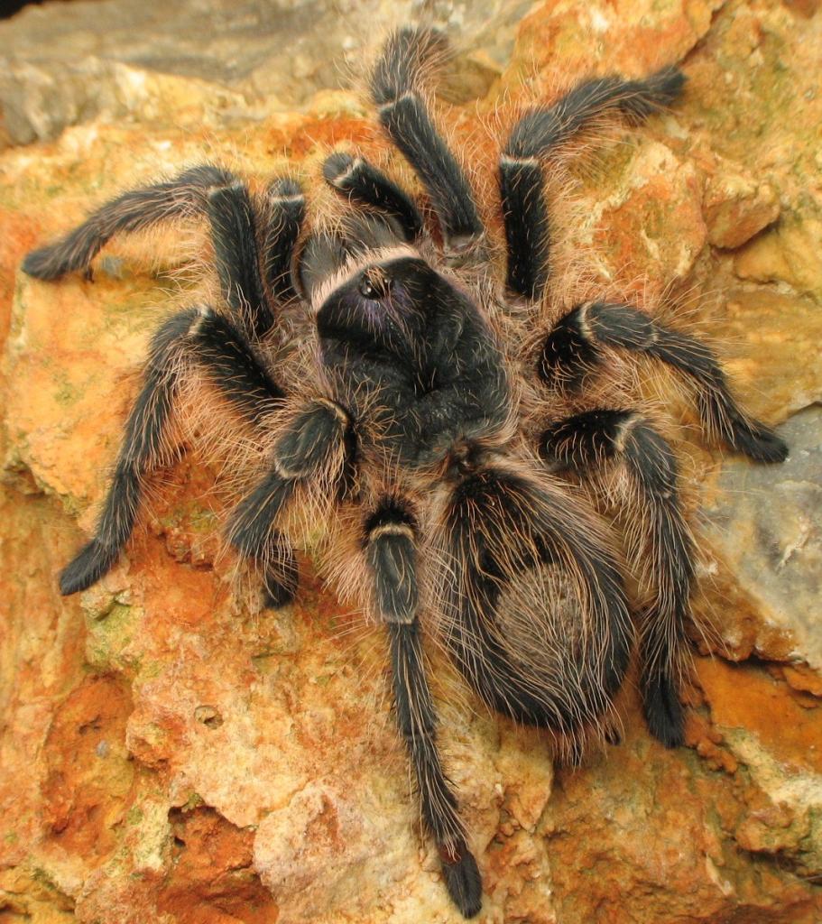 1.0 Grammostola chalcothrix