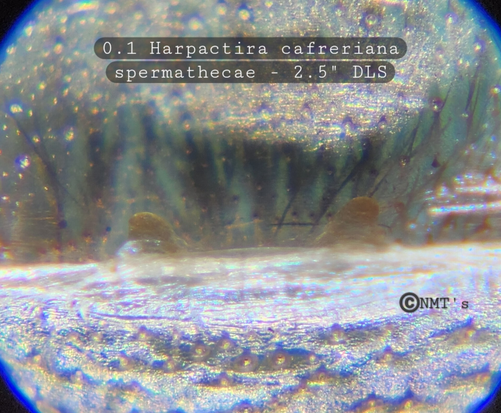 1.0 Harpactira cafreriana - 2.5" DLS