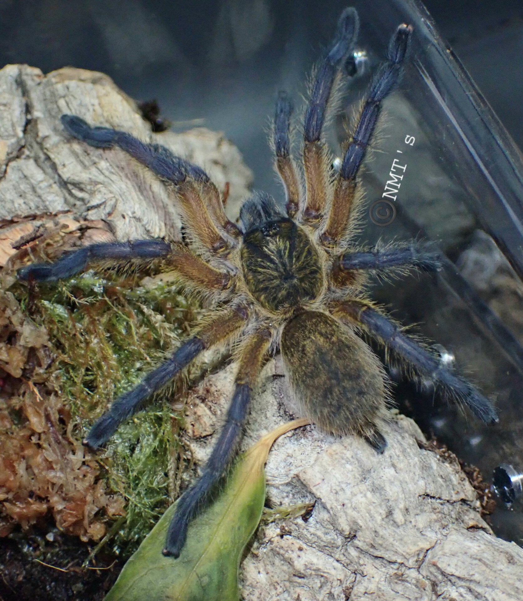 1.0 Harpactira pulchripes 2.75" DLS