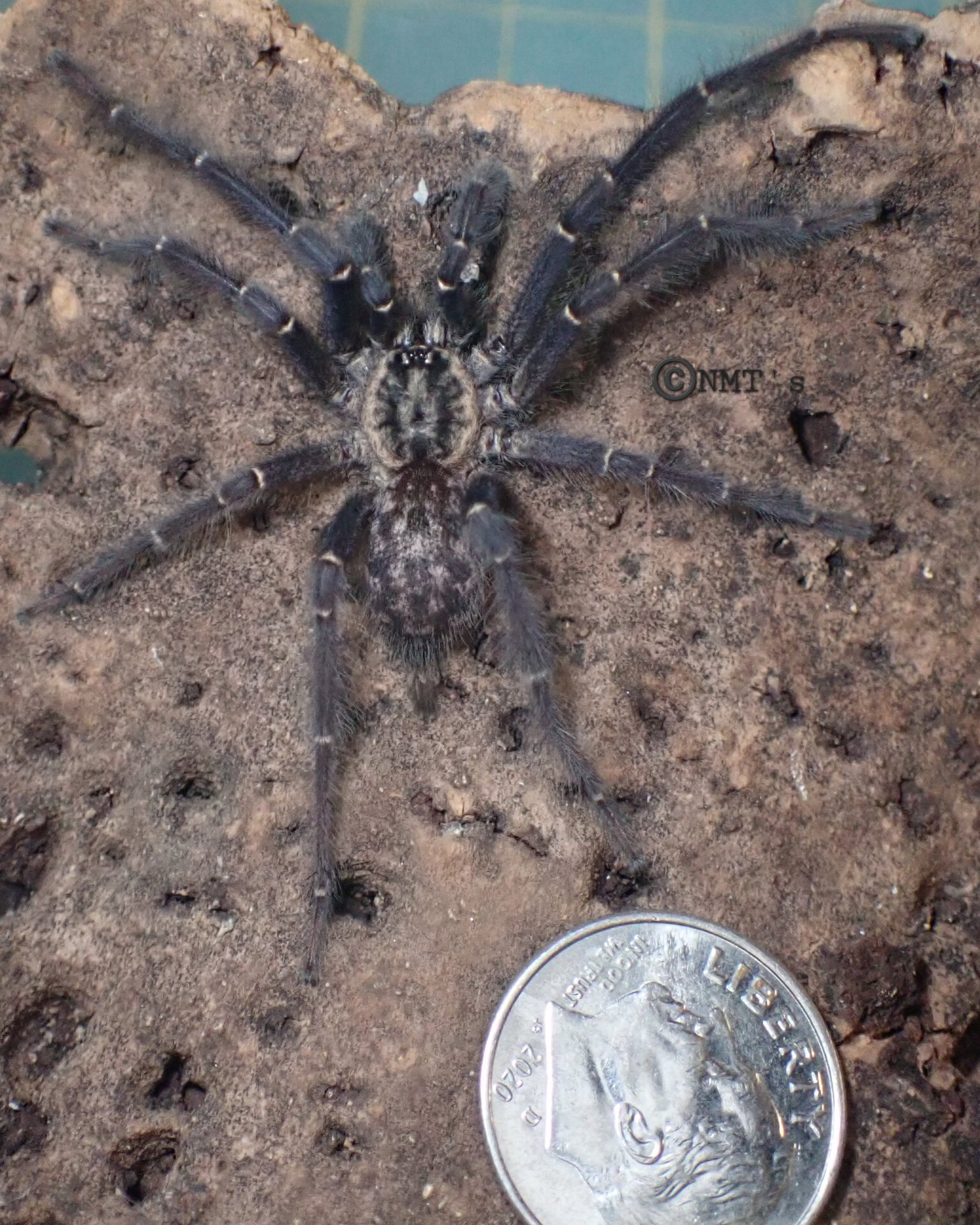 1.0 Heterothele gabonensis MM size comparison