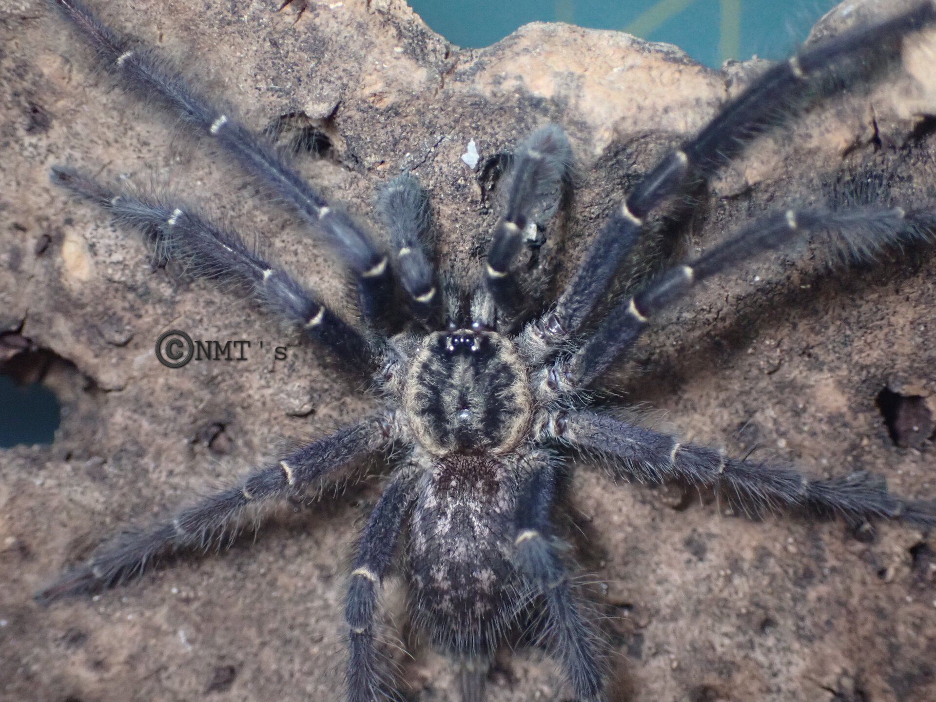 1.0 Heterothele gabonensis MM