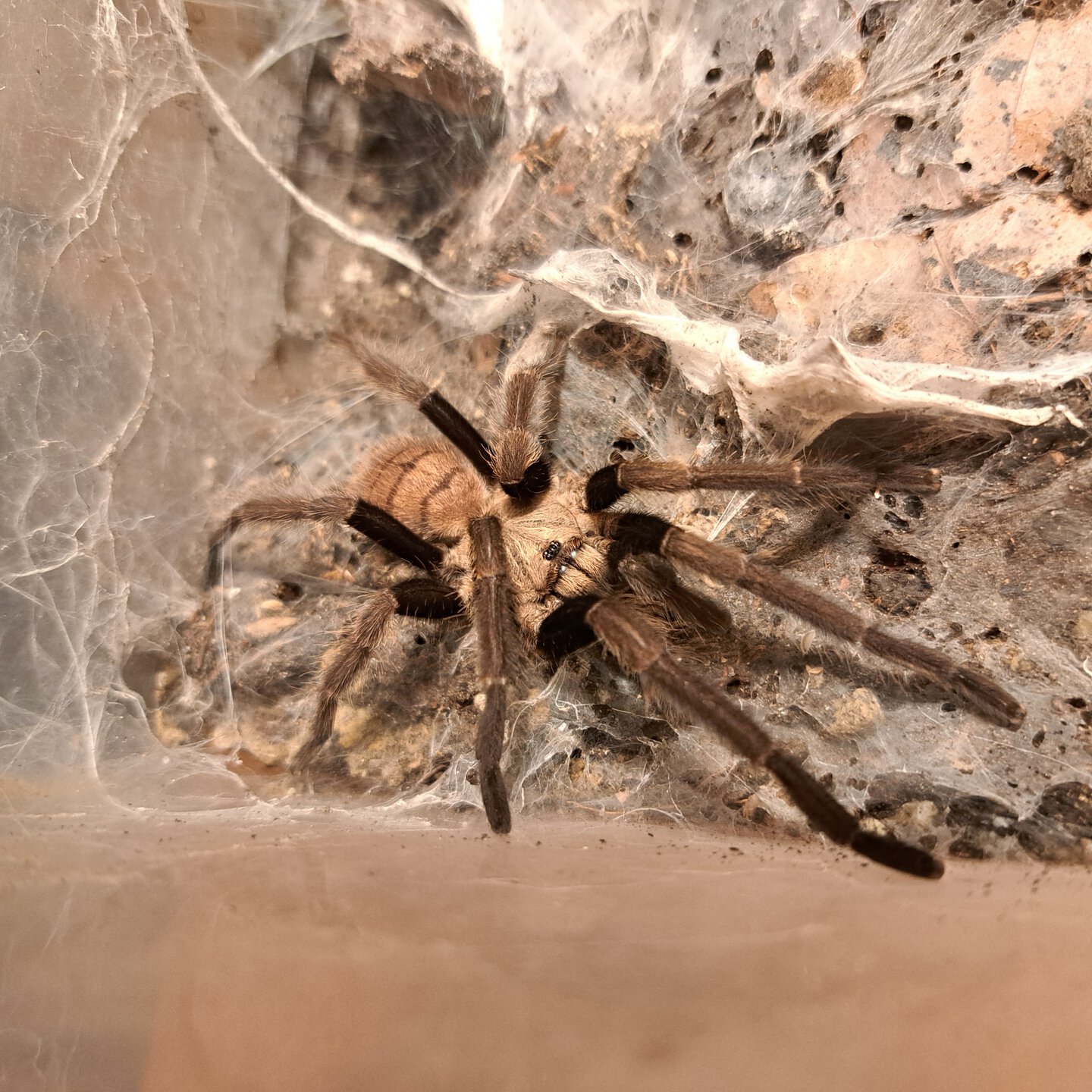 1.0 (MM) Chilobrachys fimbriatus