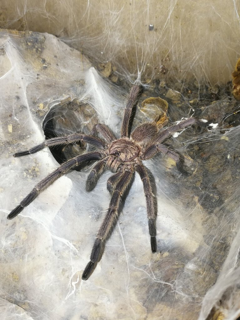 1.0 (MM) Chilobrachys sp. "Kaeng Krachan"