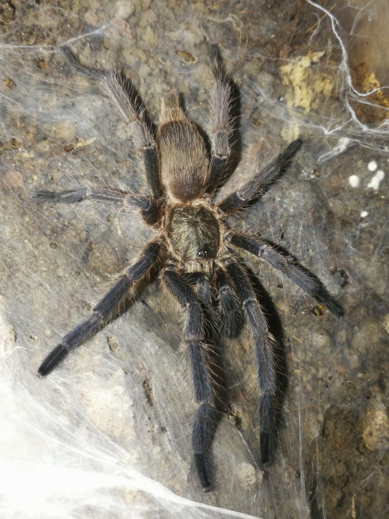 1.0 (MM) Chilobrachys sp. "Kaeng Krachan"