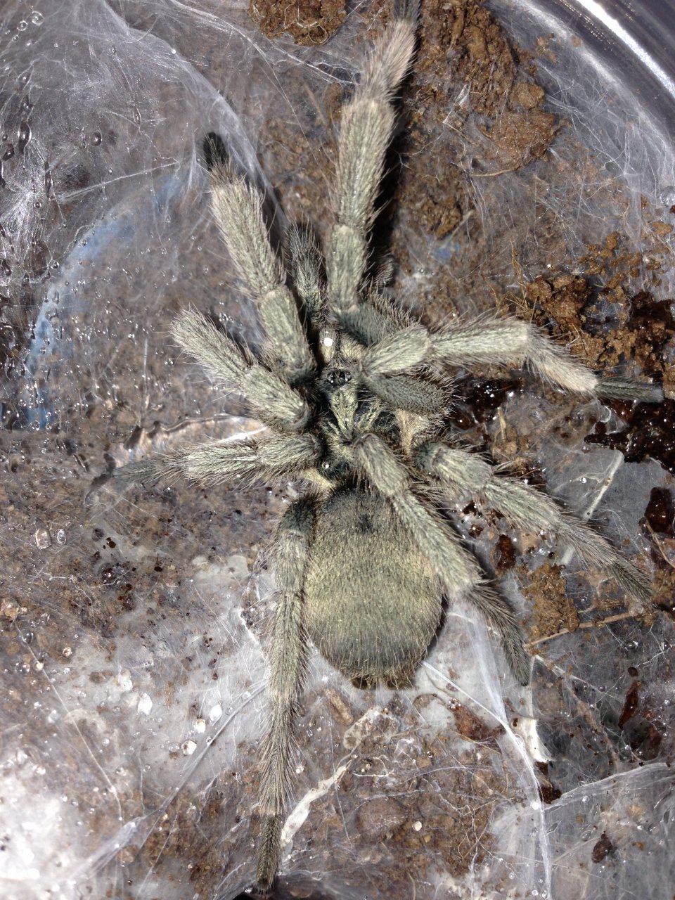 1.0 MM. N. incei #2
