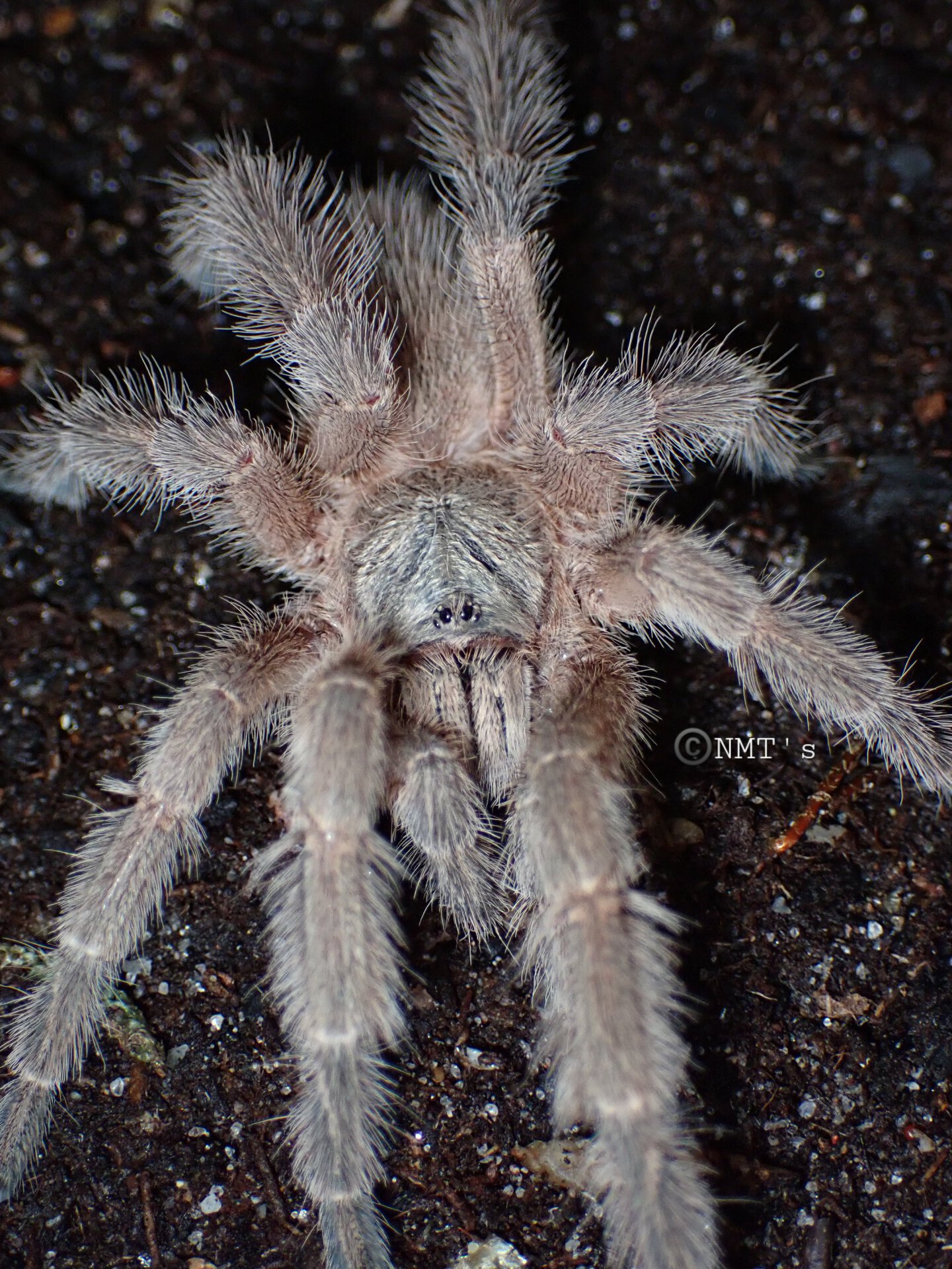 1.0 Ornithoctoninae sp. Hana MM