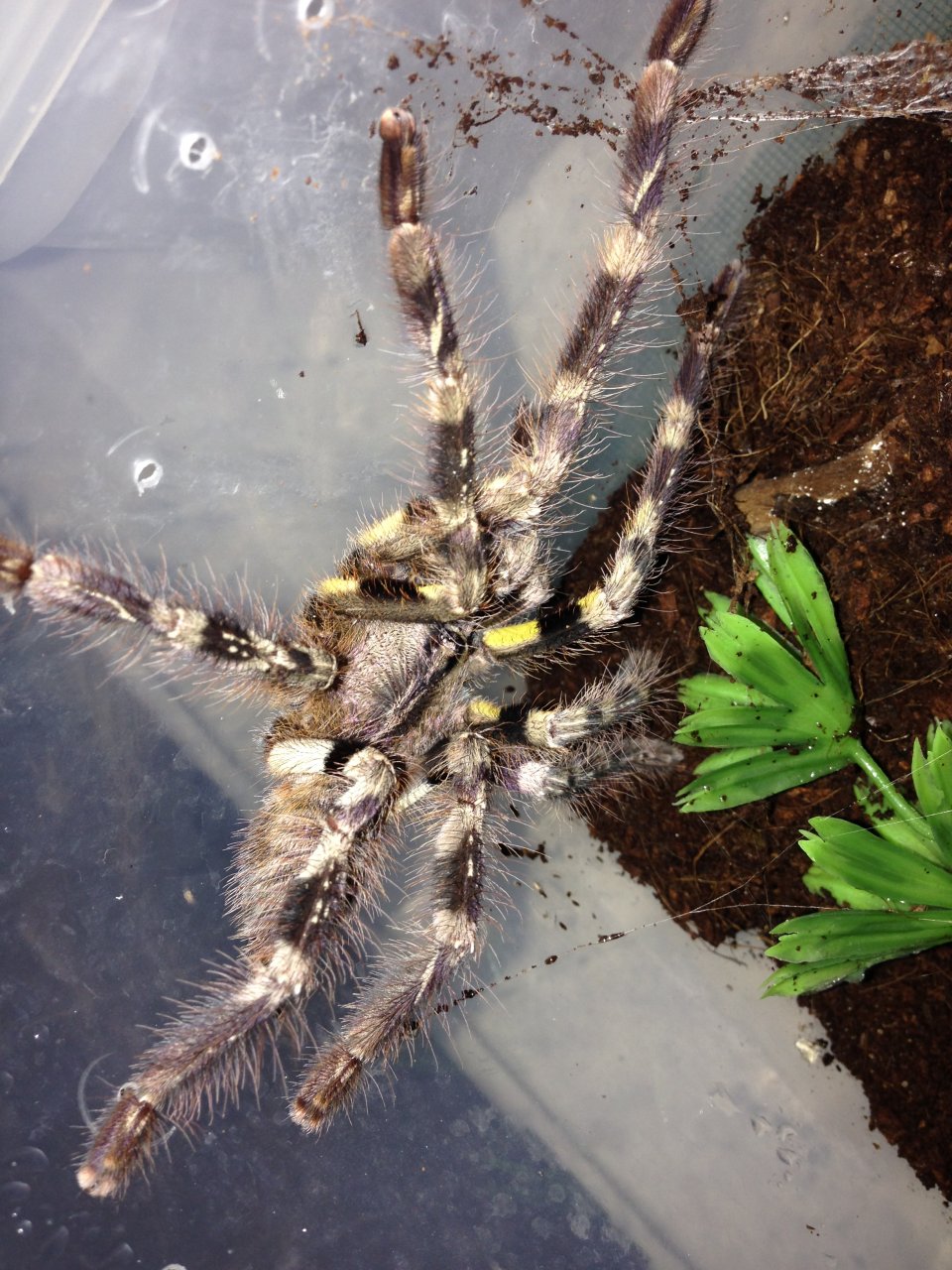 1.0 P. striata Post Molt
