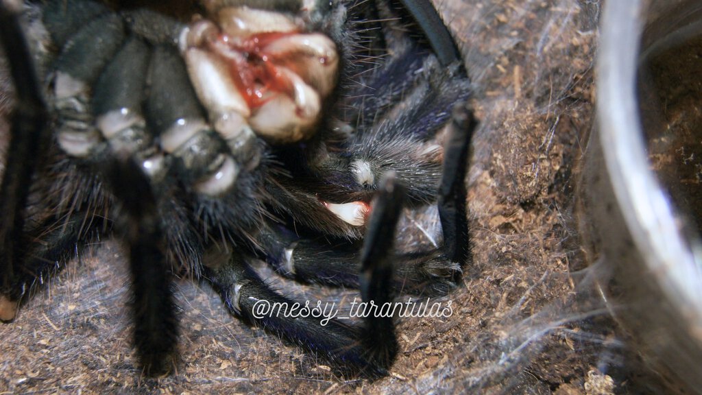 1.0 Pamphobeteus aff. nigricolor II MM freshly moulted emboli