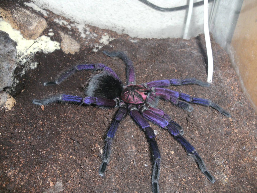 1.0 Pamphobeteus Machalla