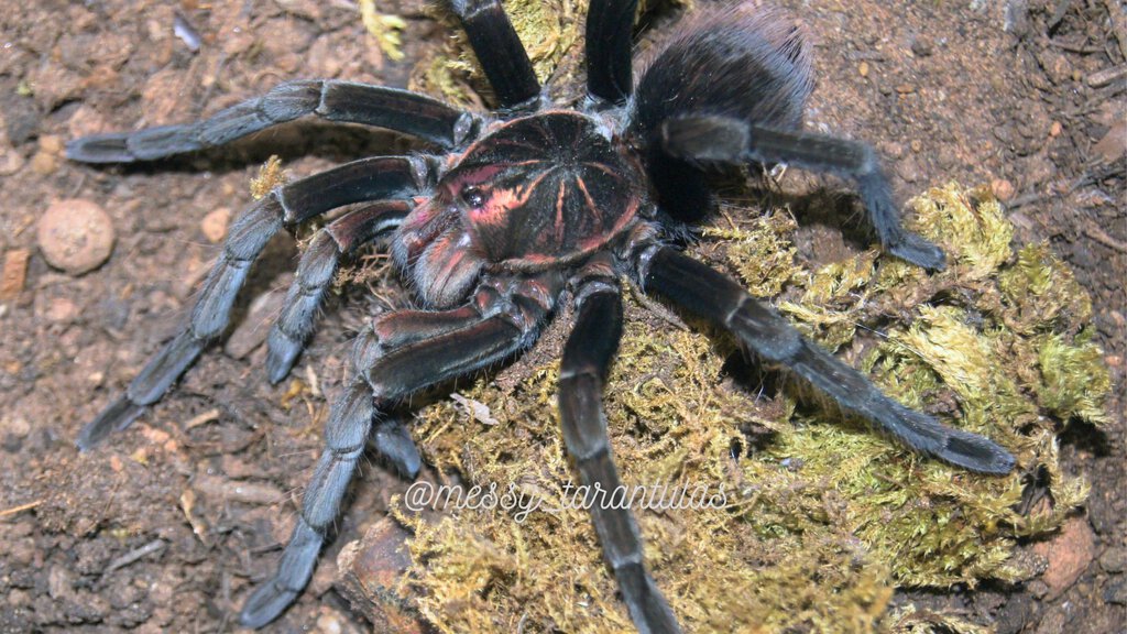 1.0 Pamphobeteus ornatus SAM freshly moulted