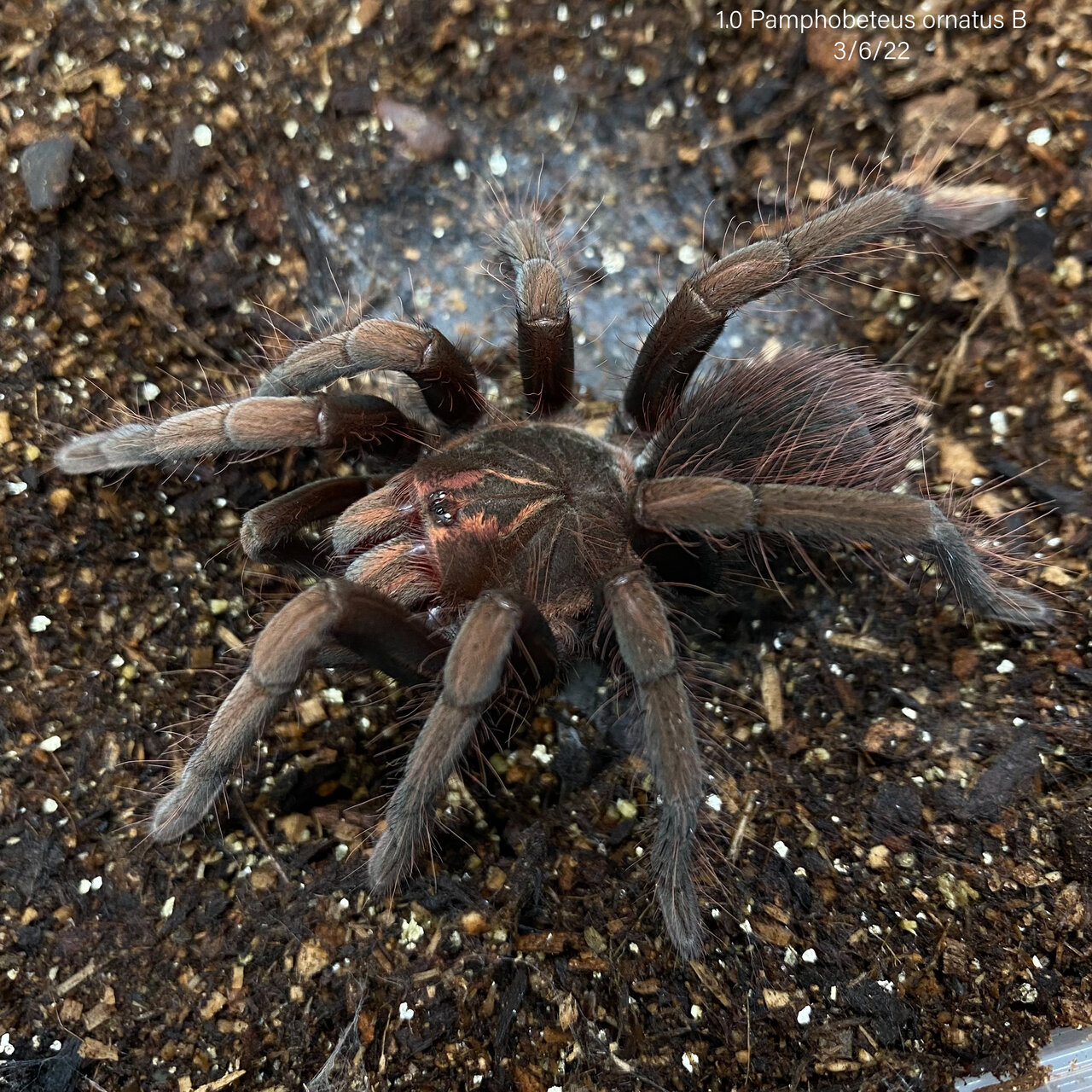 1.0 Pamphobeteus ornatus