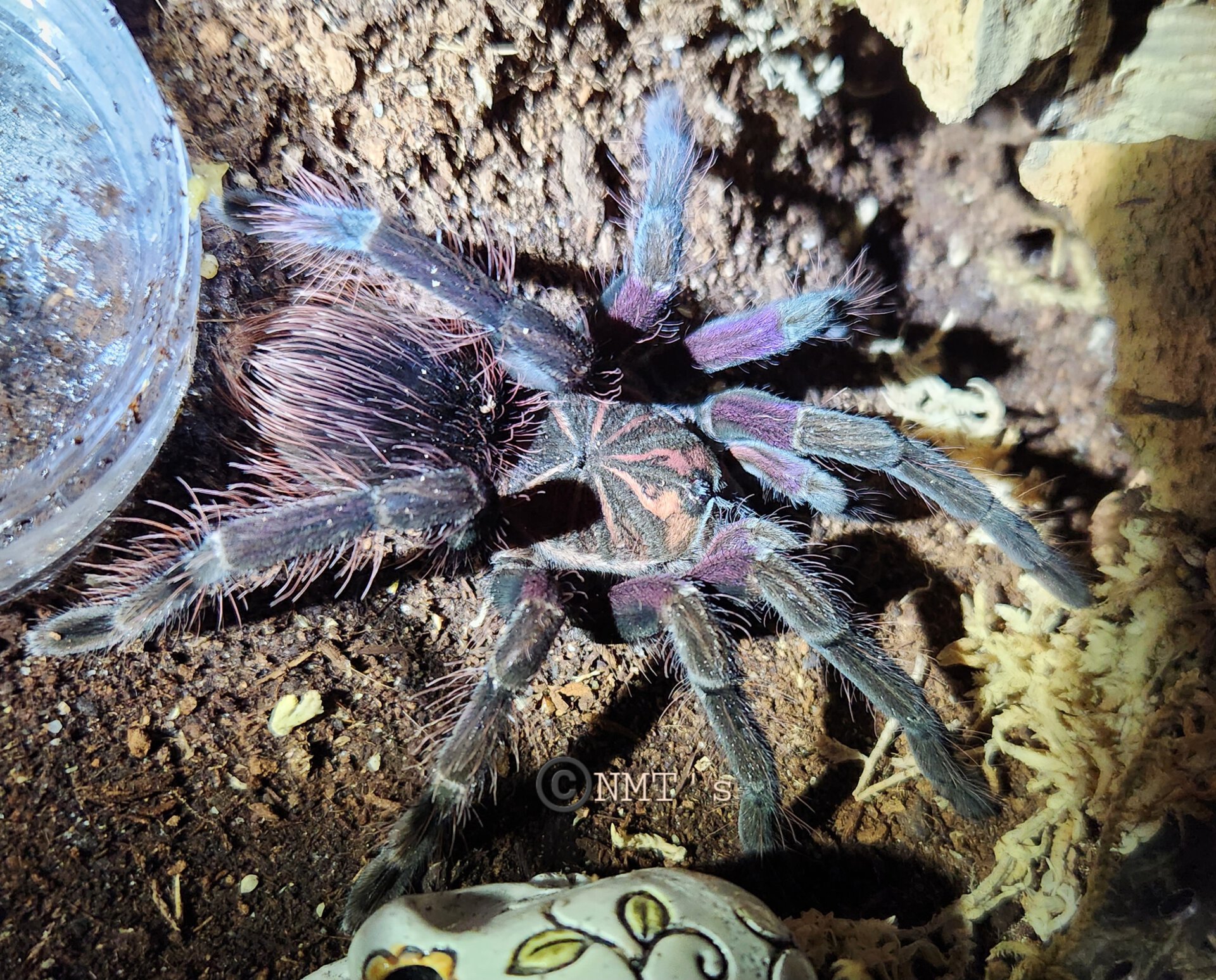 1.0 Pamphobetus sp. nigricolor (Ecuador)