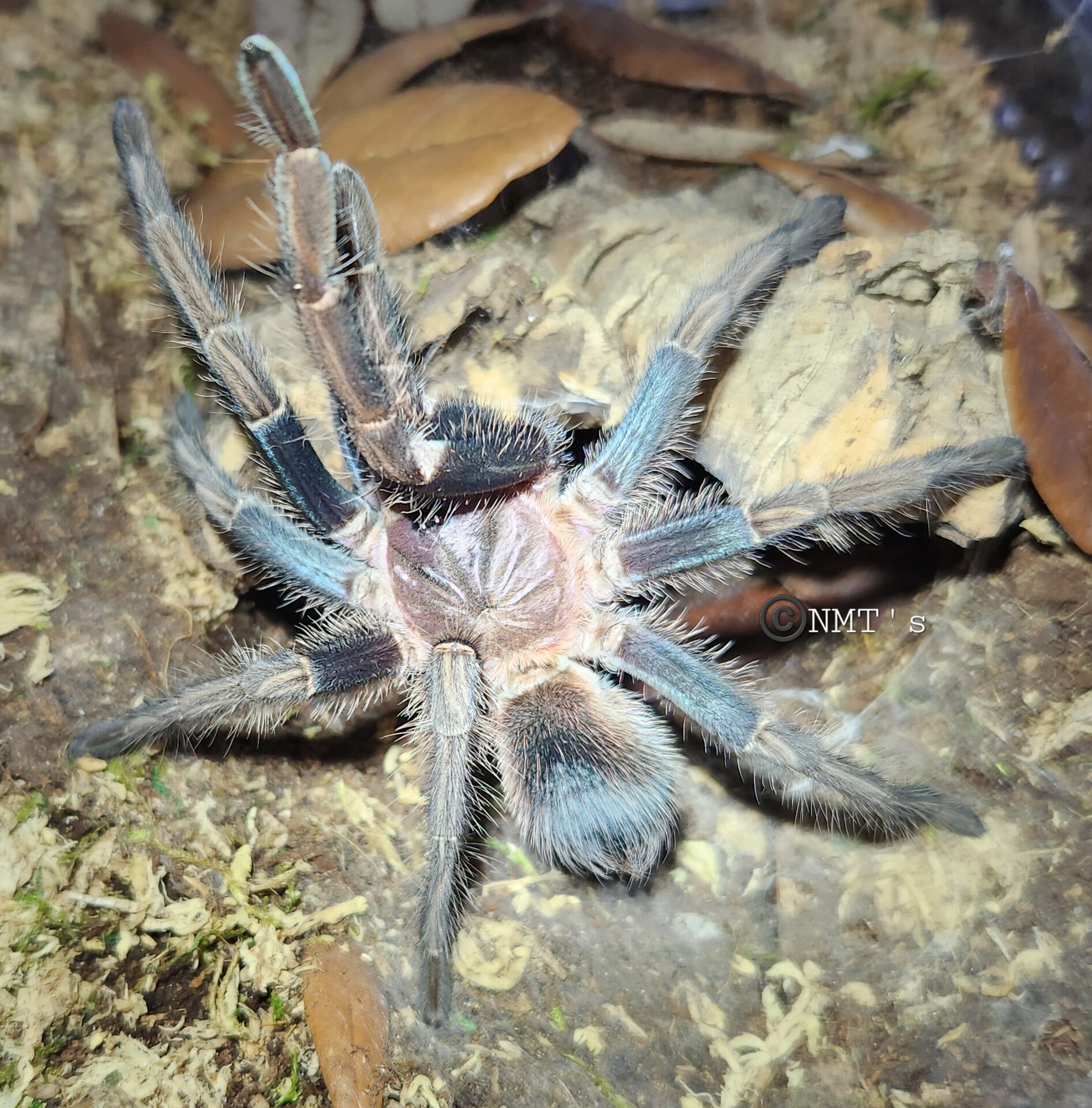 1.0 Phormictopus sp. "full green" - 6.25" DLS