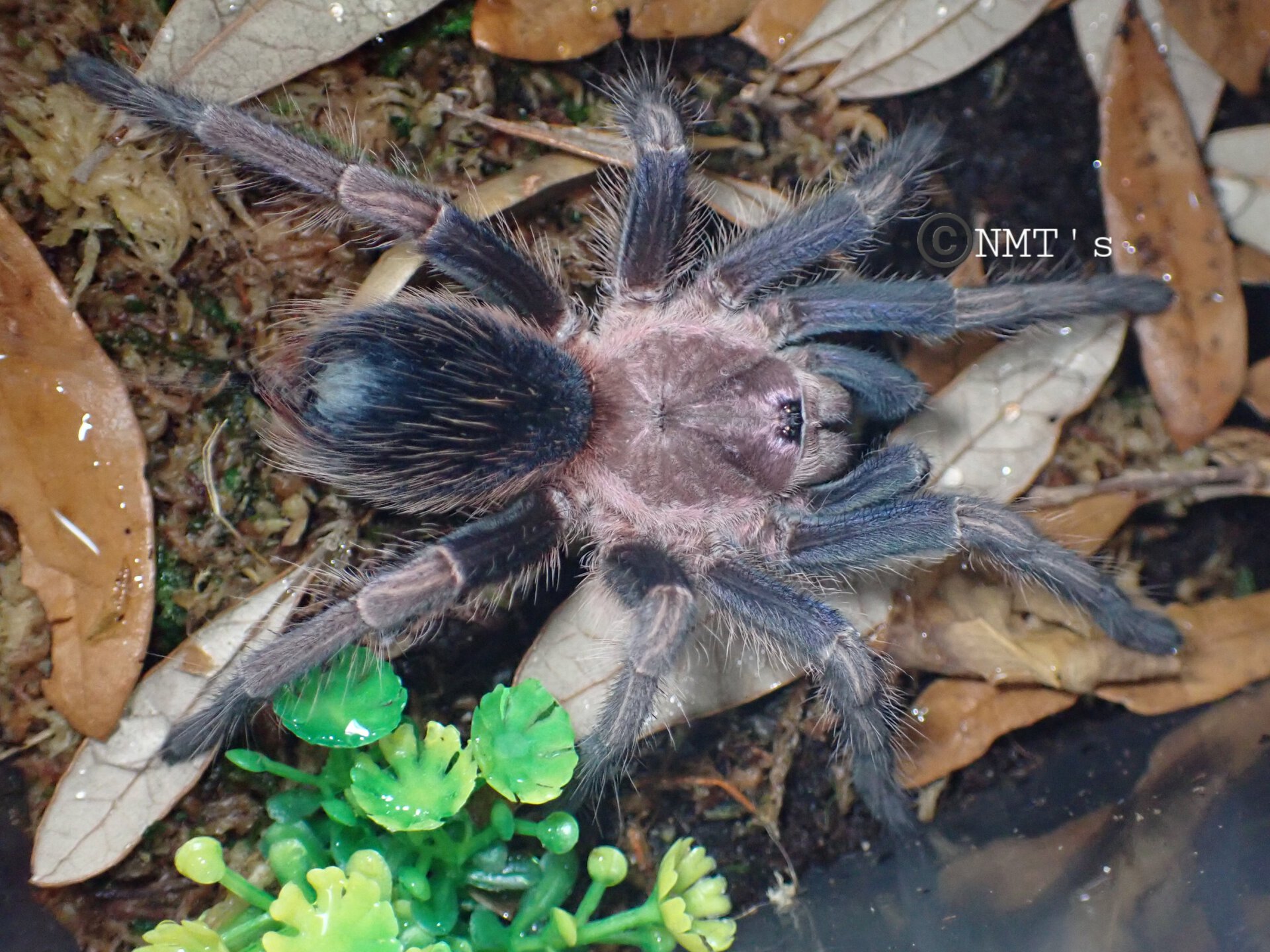 Phormictopus sp. Dominican Purple