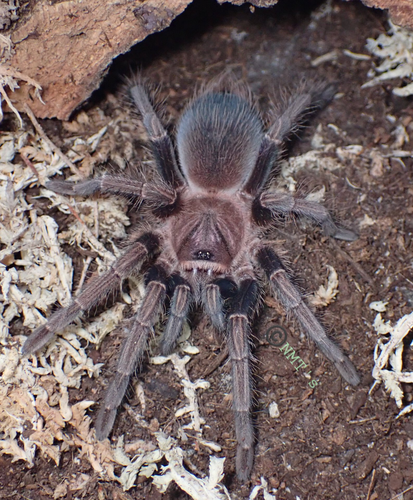 1.0 Phormictopus sp. "green" (full green)