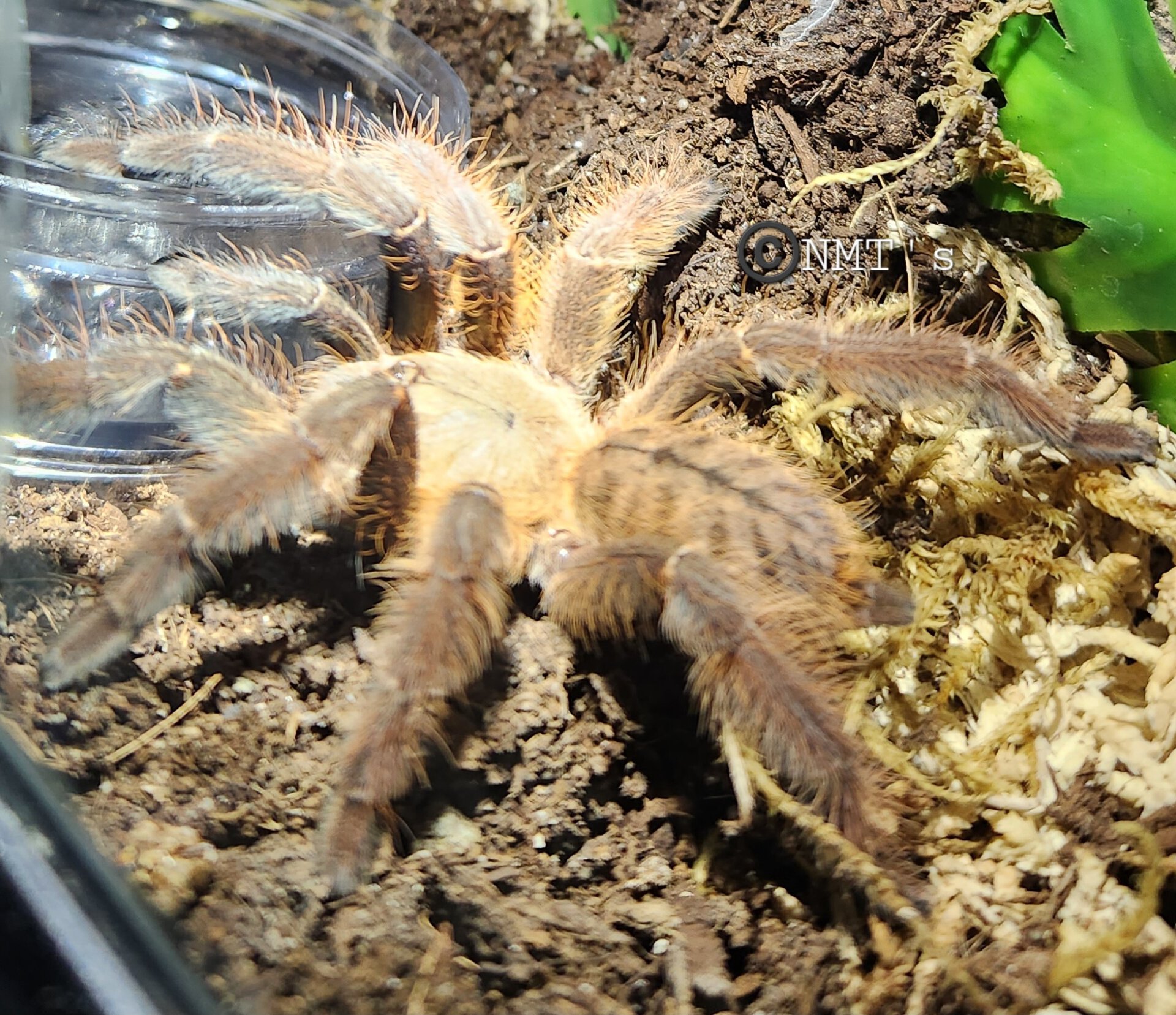 1.0 Phormingochilus everetti - Jupiter